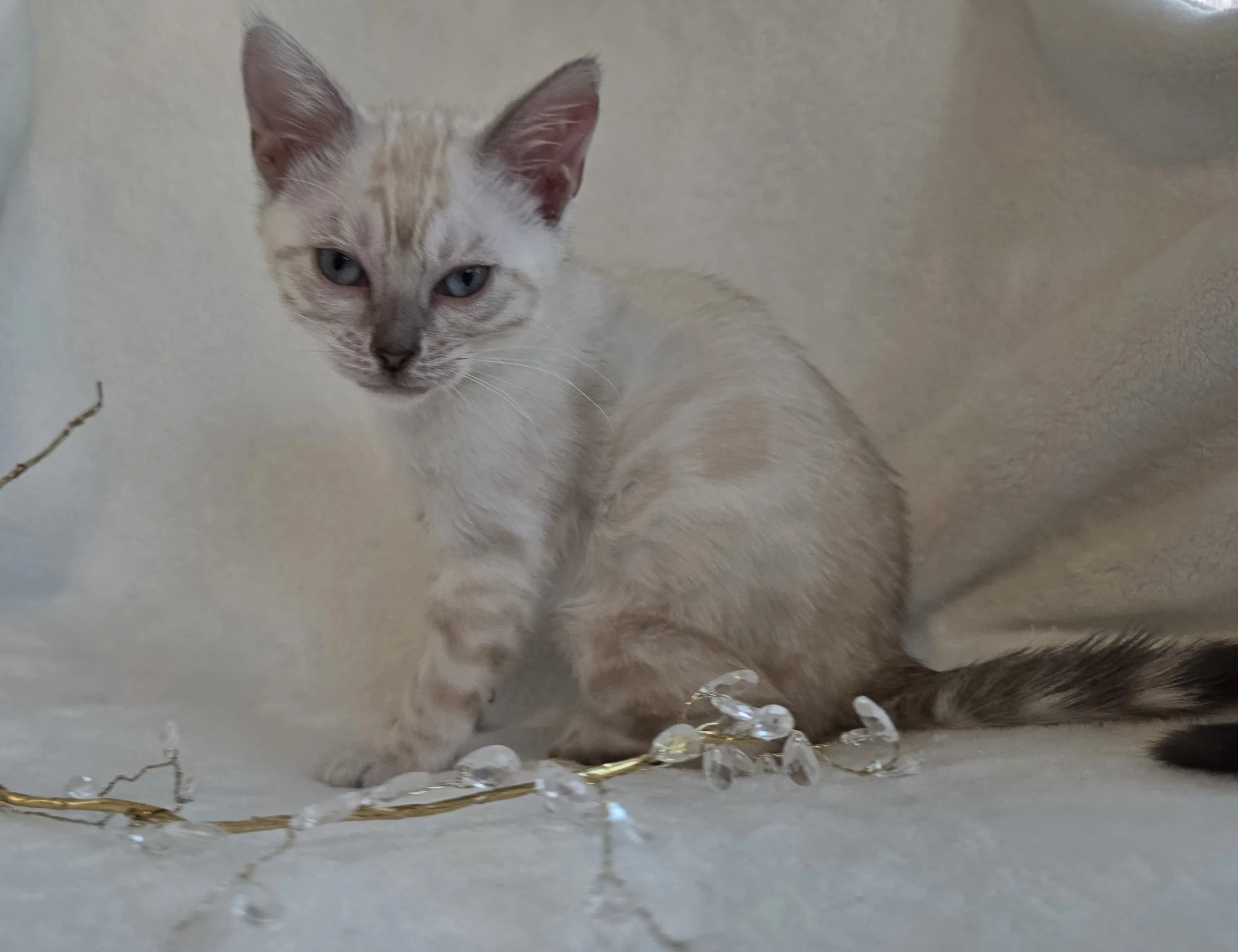 Twelve-Week-Old Female Snow Lynx Bengal Kitten
