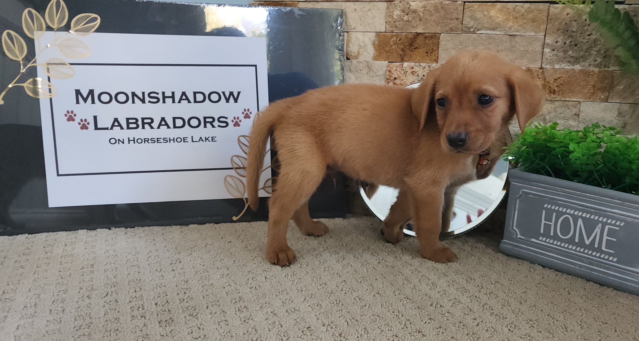 Fox Red Labrador Retriever Puppy