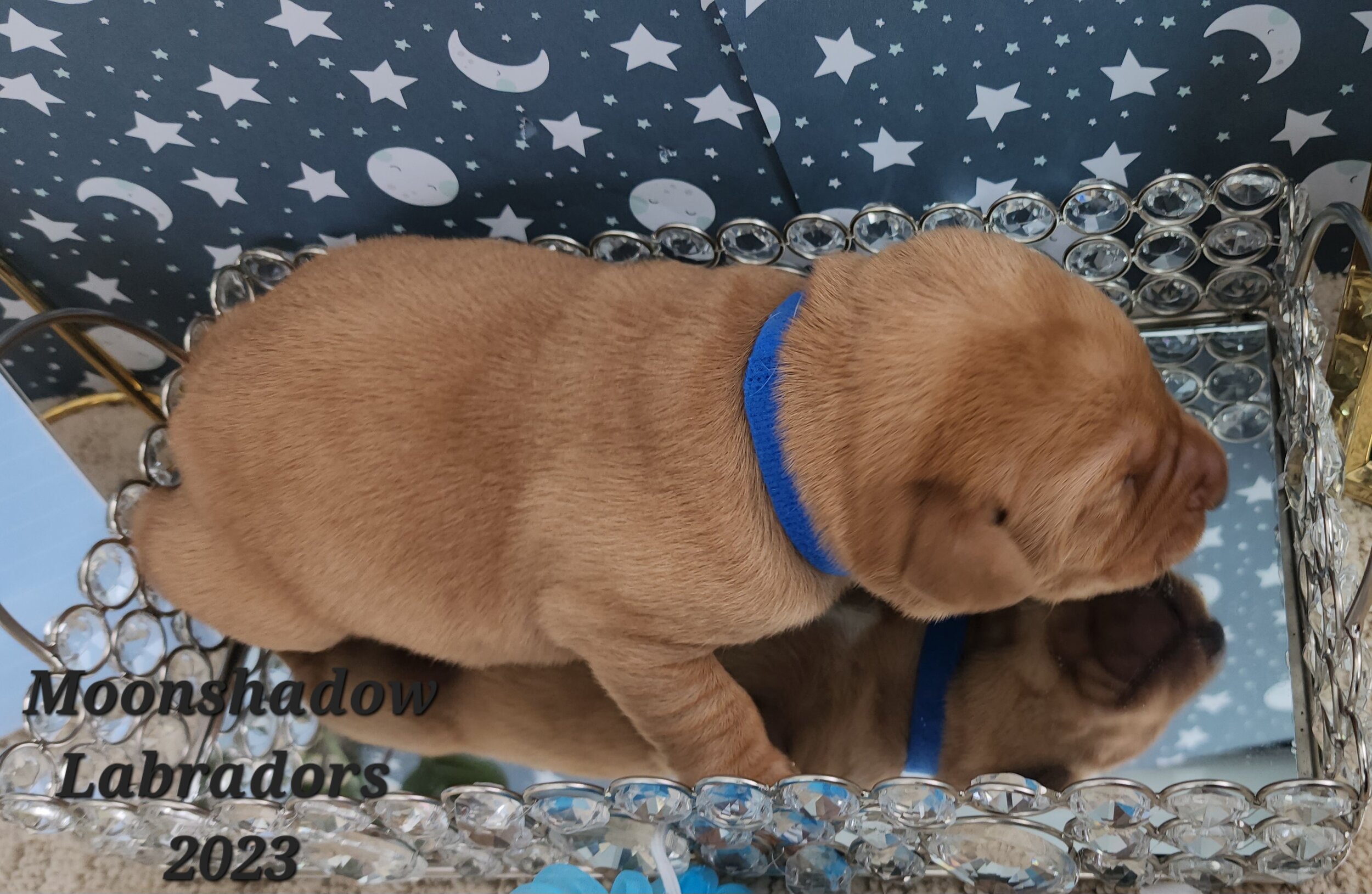 Male Yellow Fox Red Labrador Retriever Puppy in Minnesota