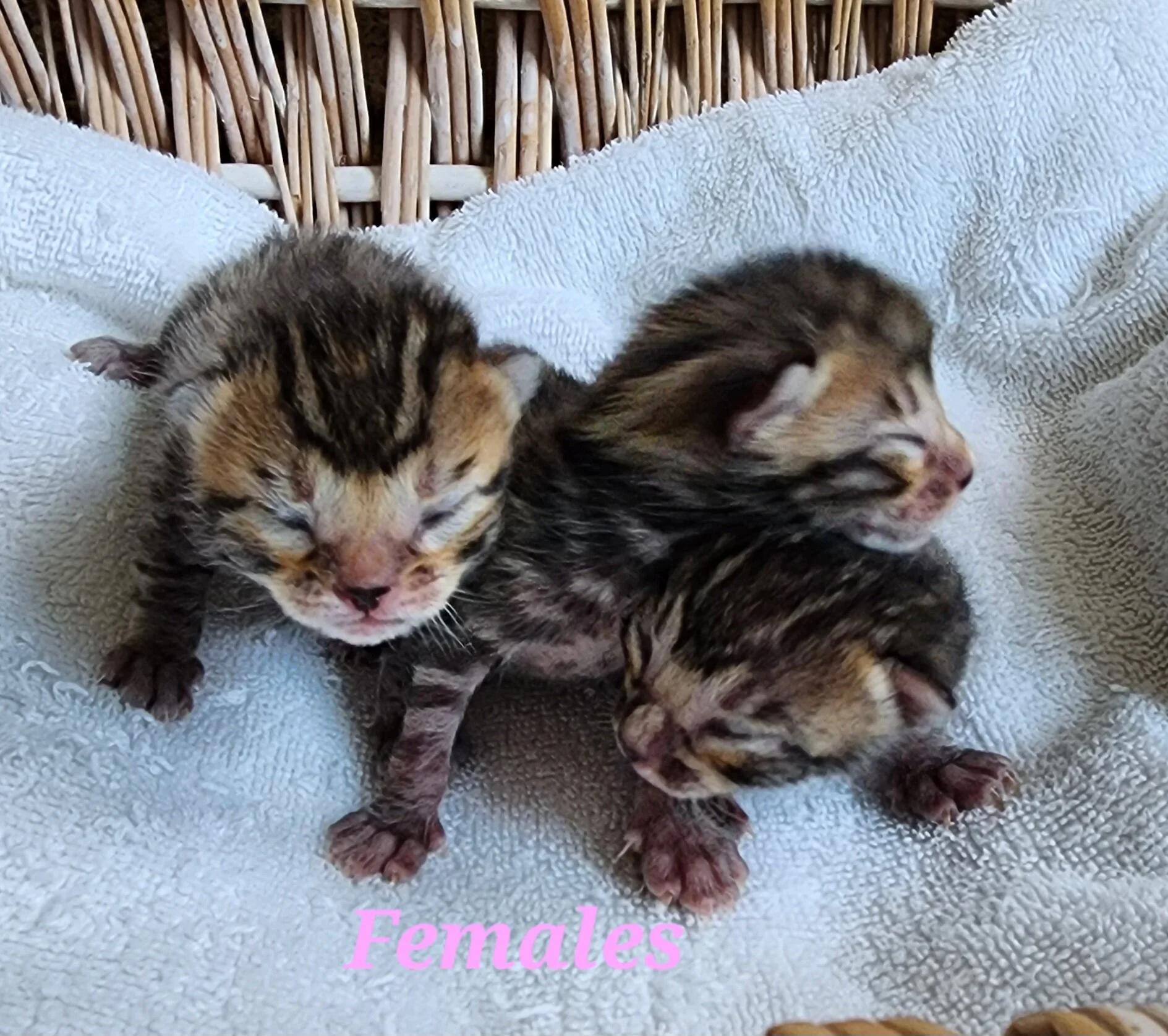 Purebred TICA Registered Male and Female Snow and Brown Rosette Bengal Kitten Available in Minnesota