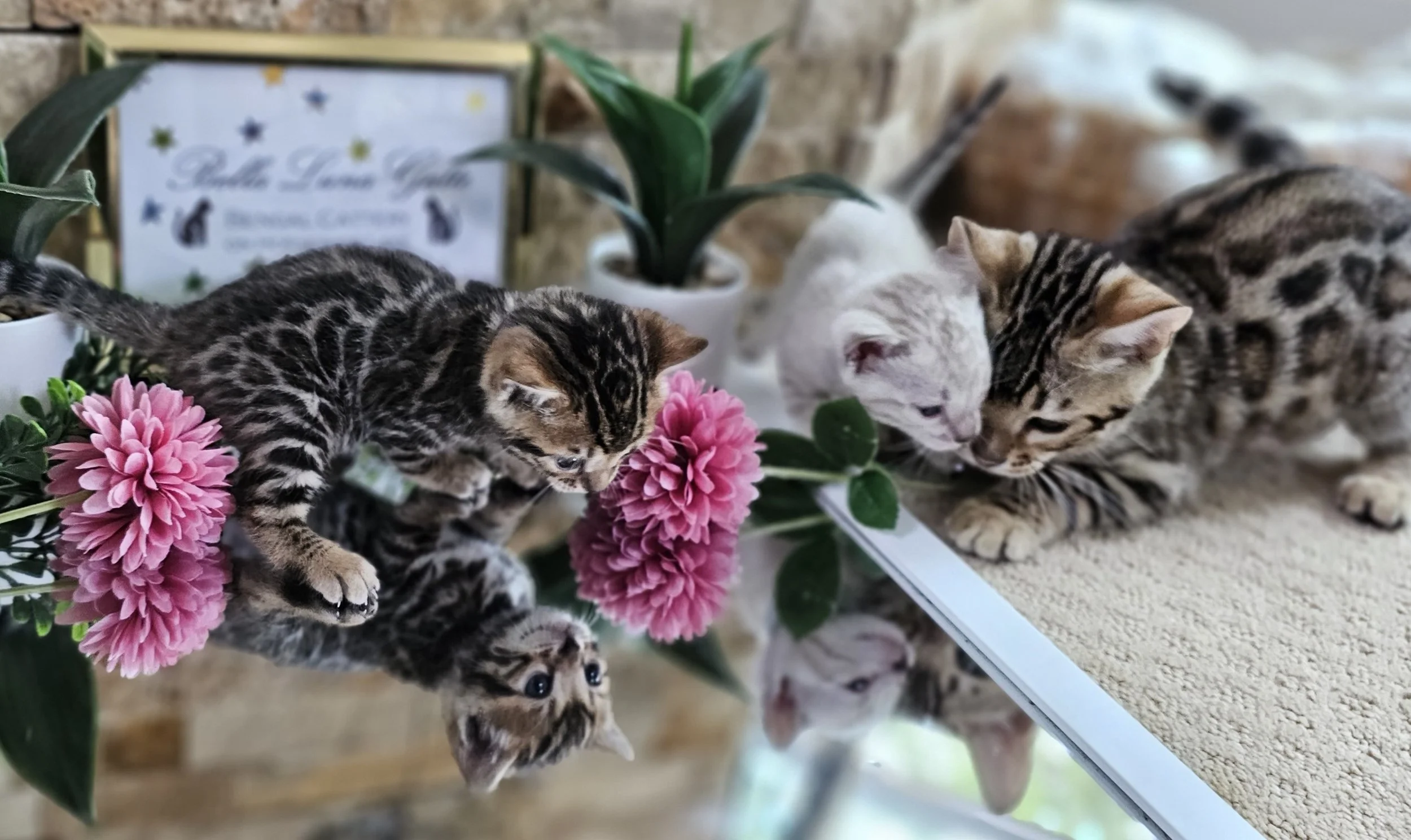 Bengal Kittens in Minnesota