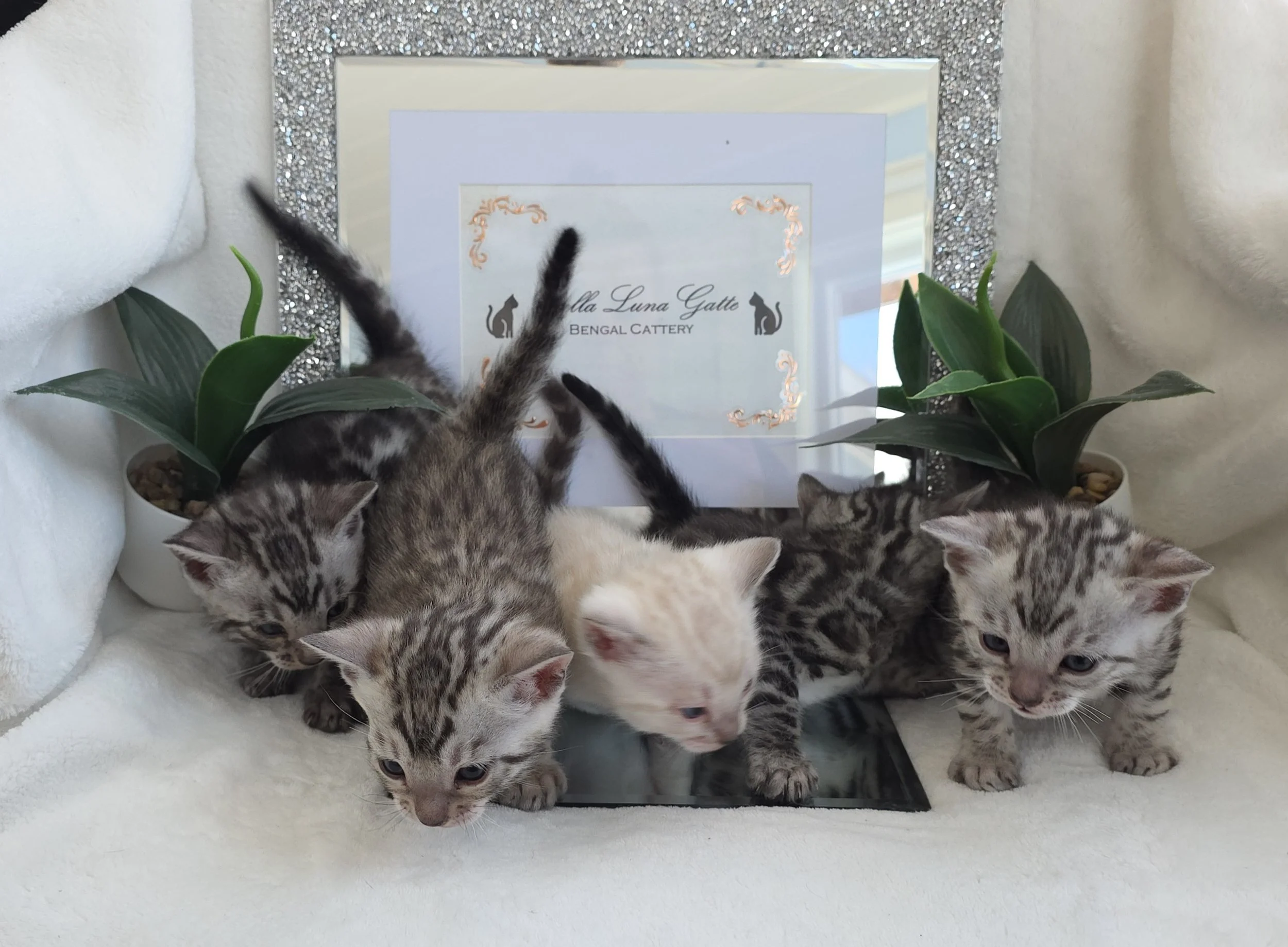Litter of Bengal Kittens