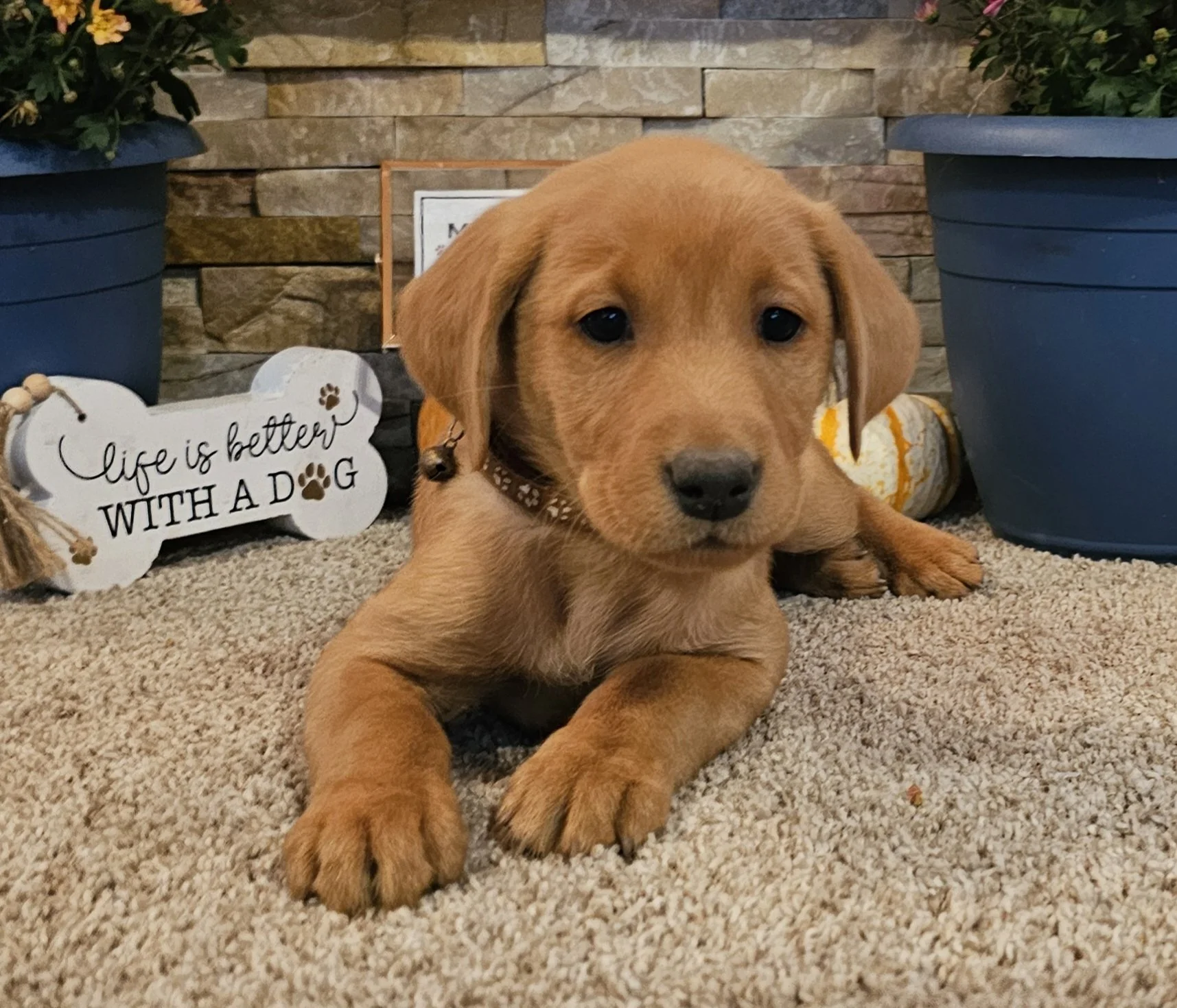 Seven-Week-Old Male AKC Registered Yellow Fox Red Labrador Retriever Puppy