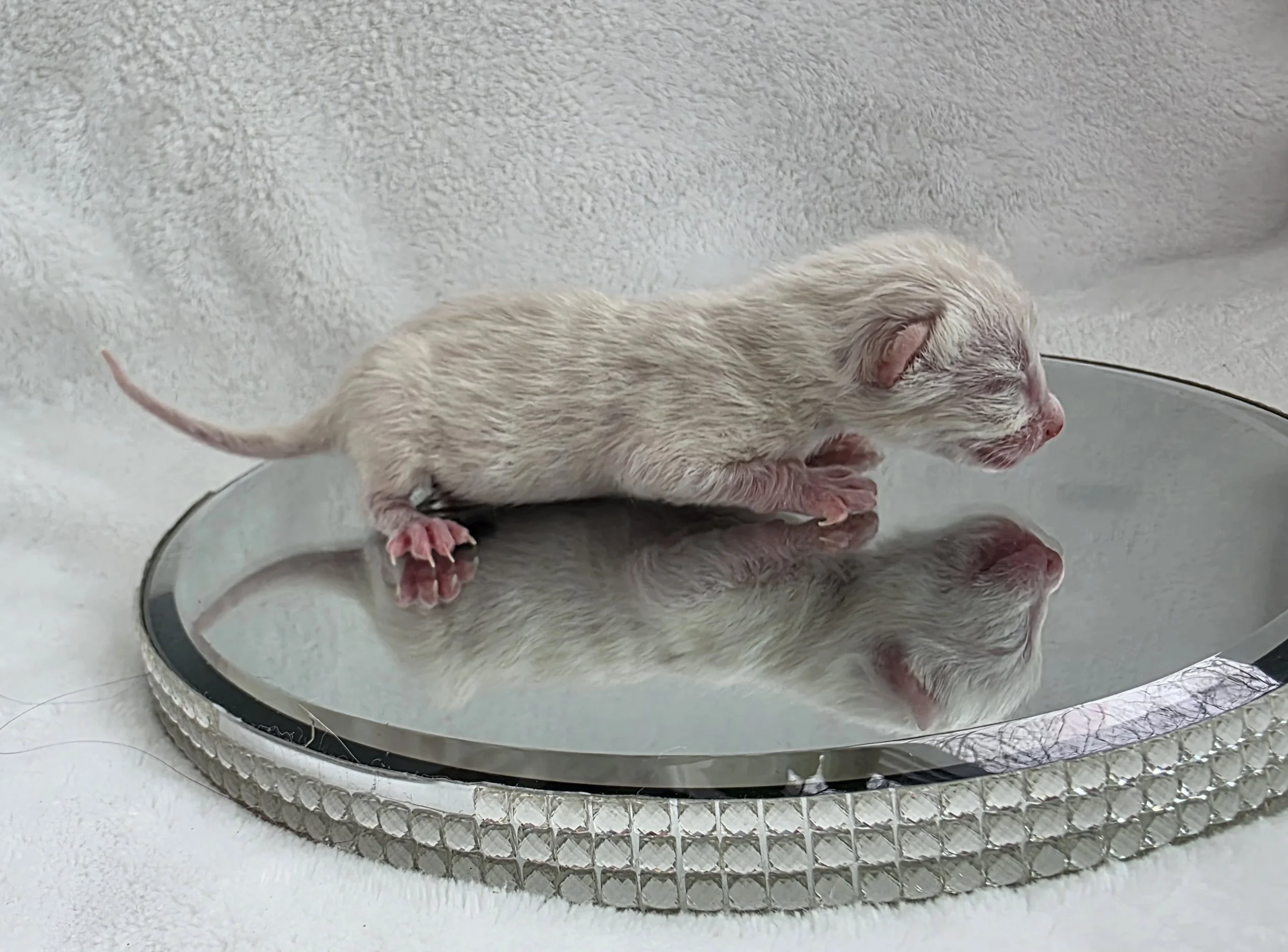Newborn Male Snow Lynx Bengal Kitten