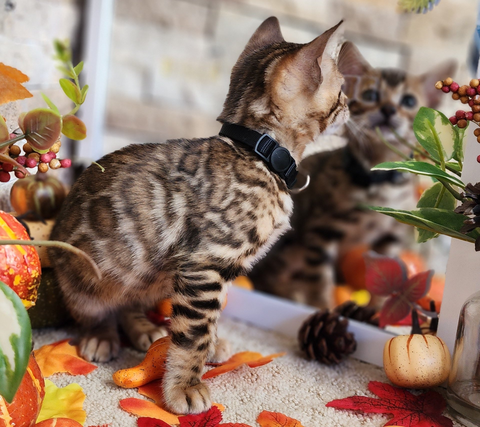 Male Brown/Black Rosette Bengal in Minnesota