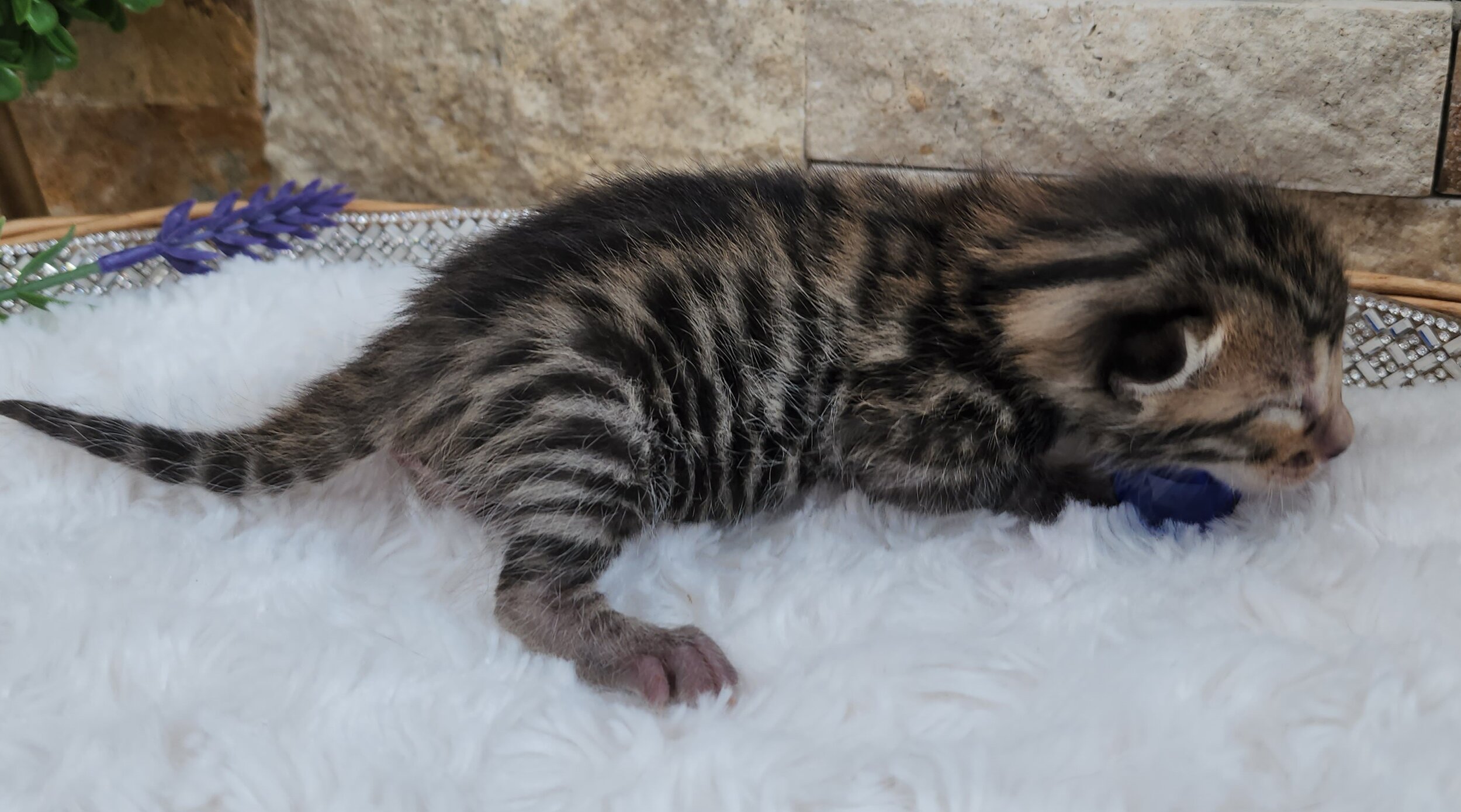 Purebred TICA Registered Male Brown Rosette Bengal Kitten Available in Minnesota