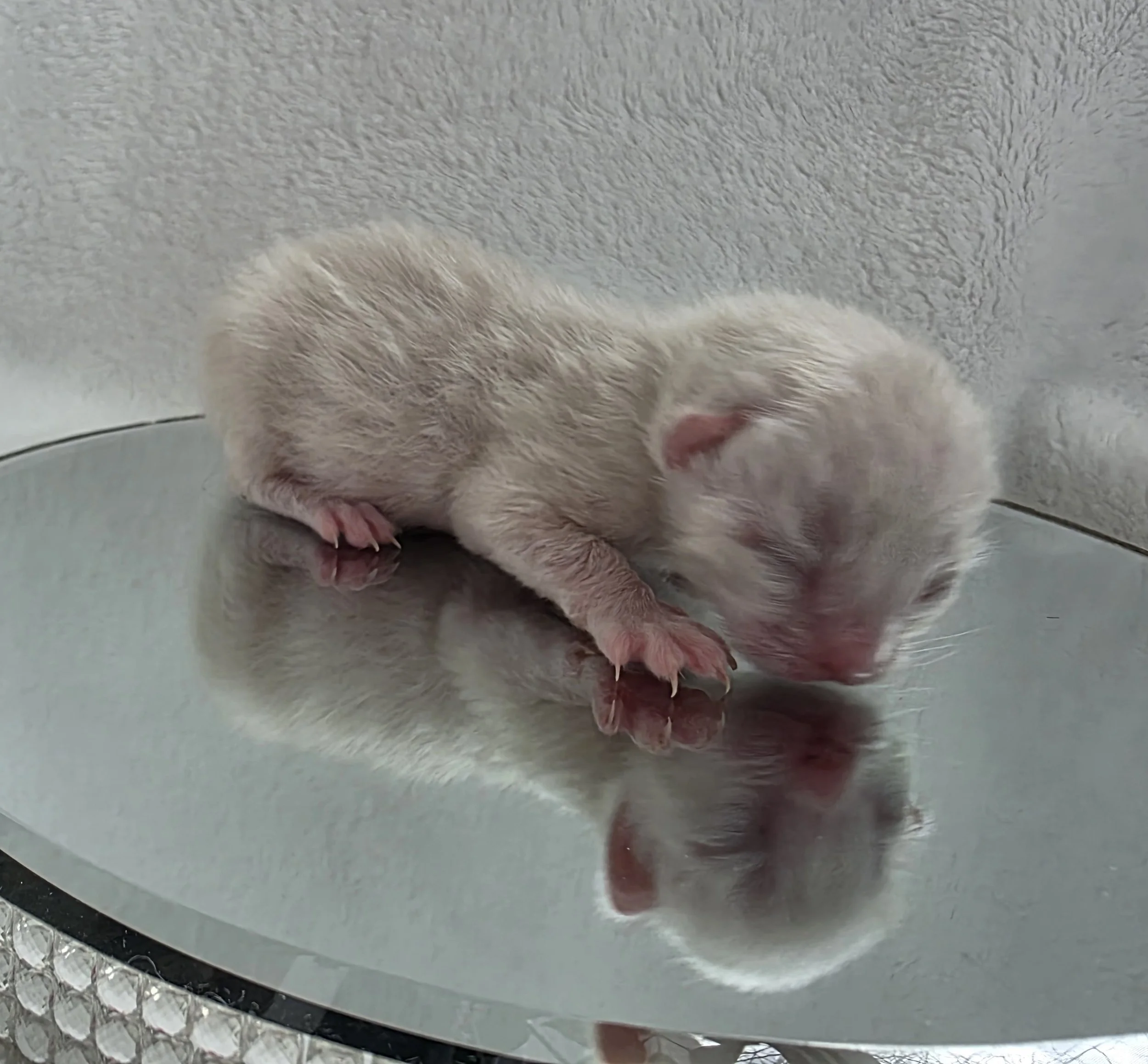 Newborn, Male, Snow Lynx, Bengal Kitten