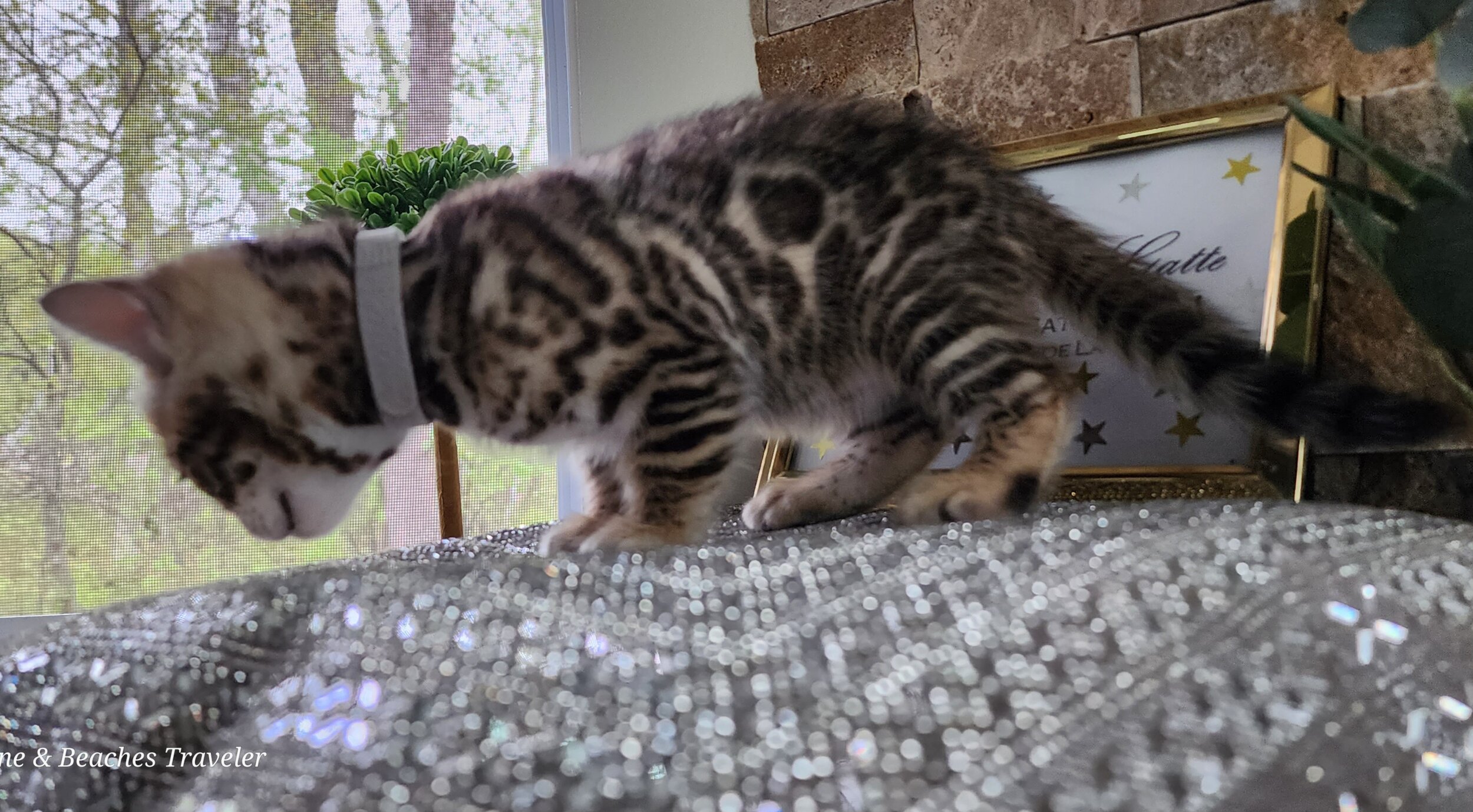 Purebred TICA Registered Male Brown Rosette Bengal Kitten Available in Minnesota