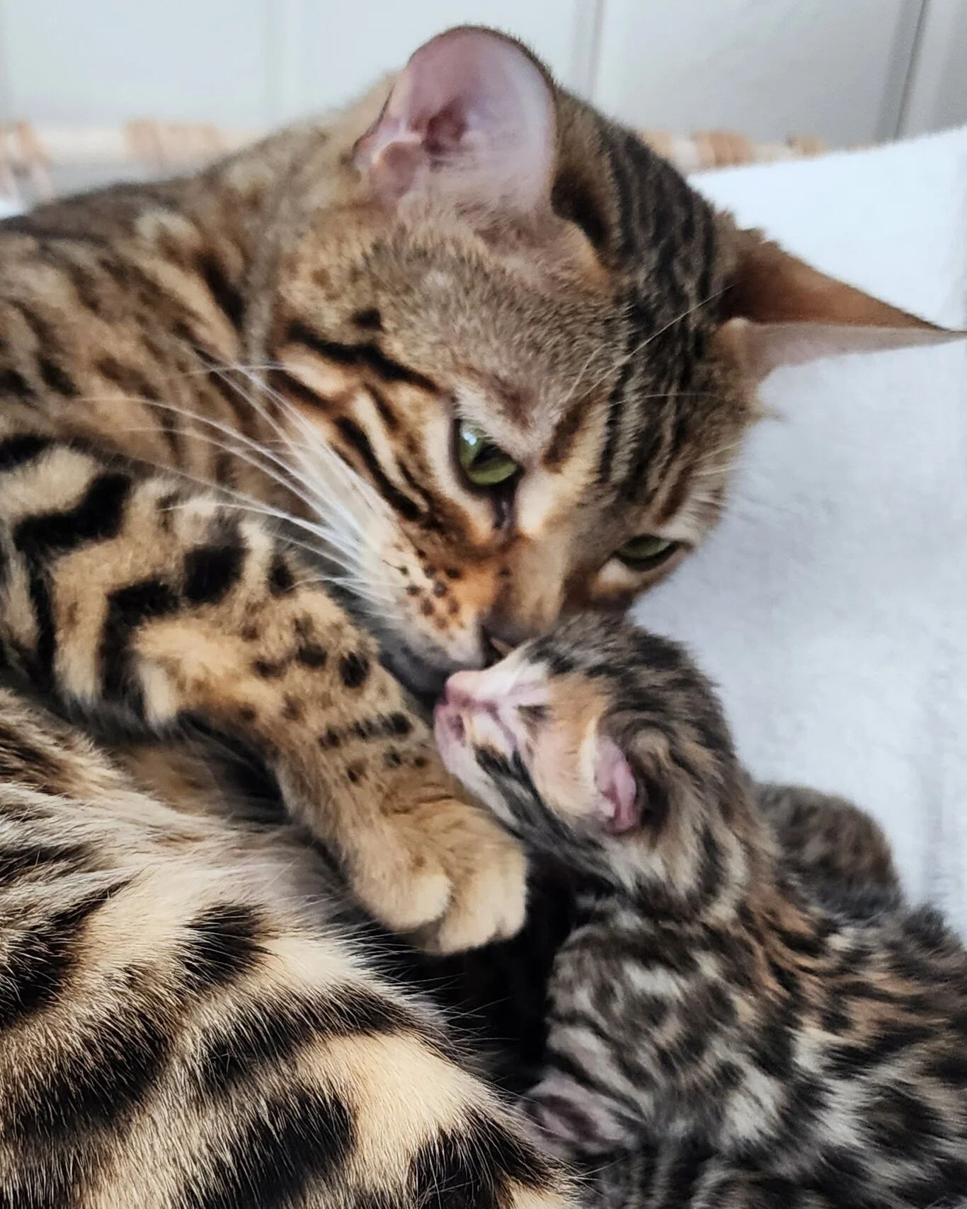 Bengal Queen and newborn Bengal kitten