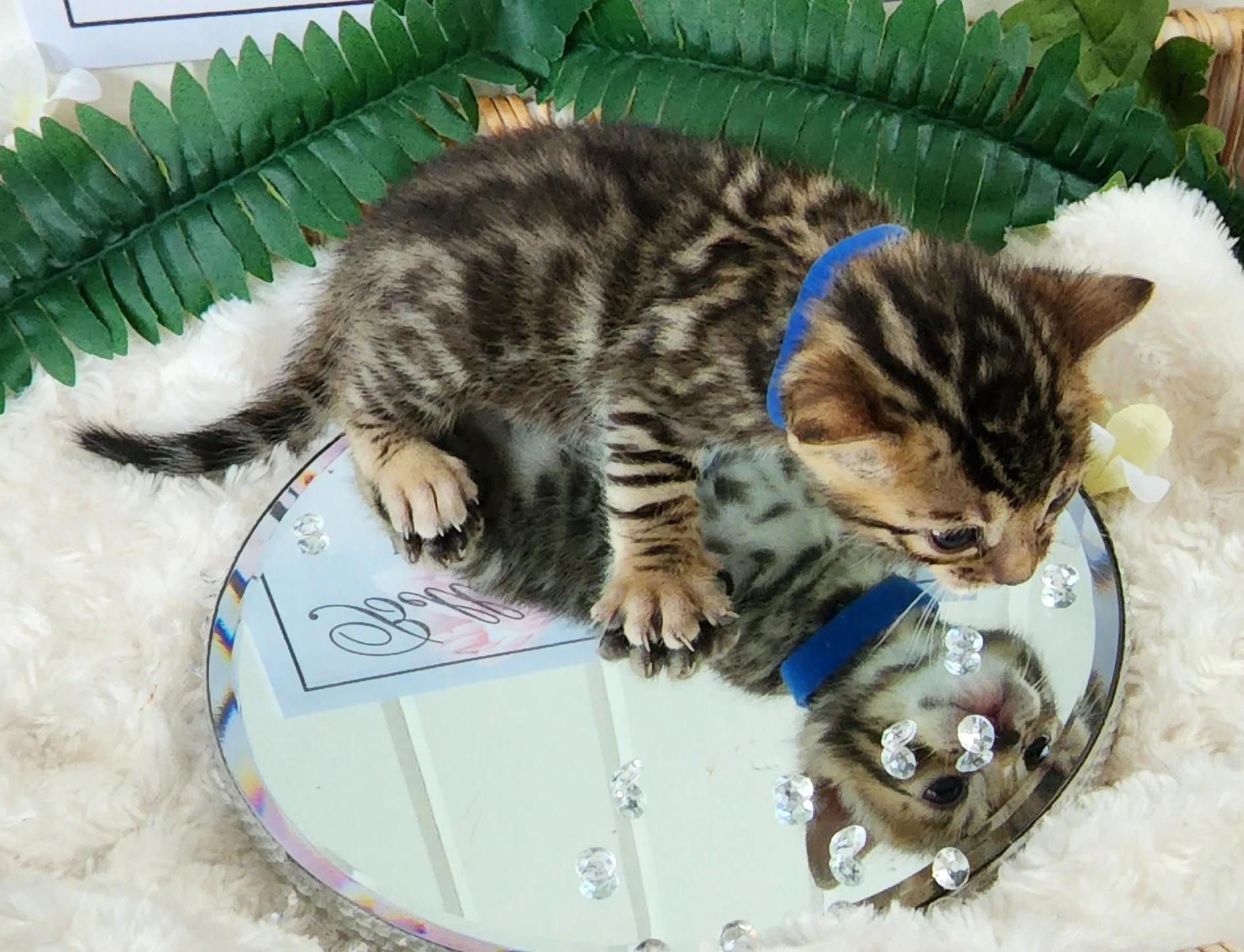 Male Brown/Black Rosette Bengal in Minnesota