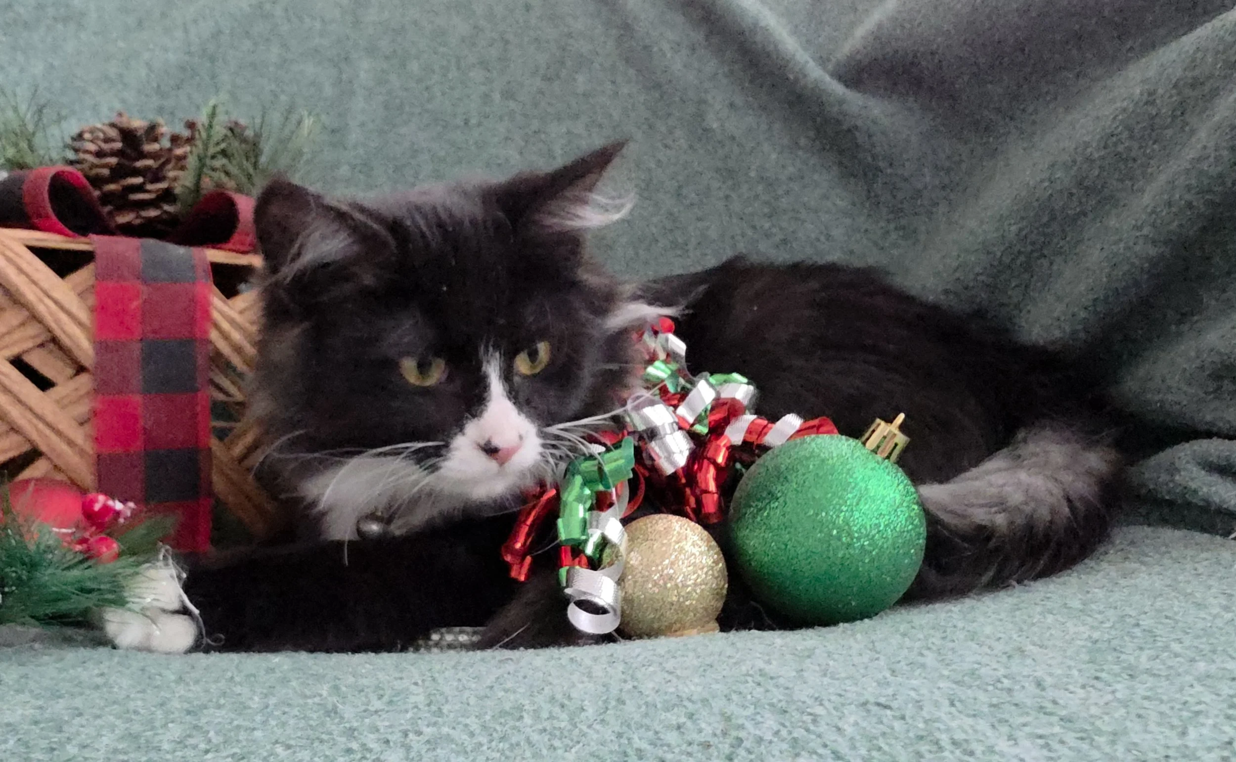 Male Black & White, Polydactyl Kitten Available for Adoption in Central Minnesota