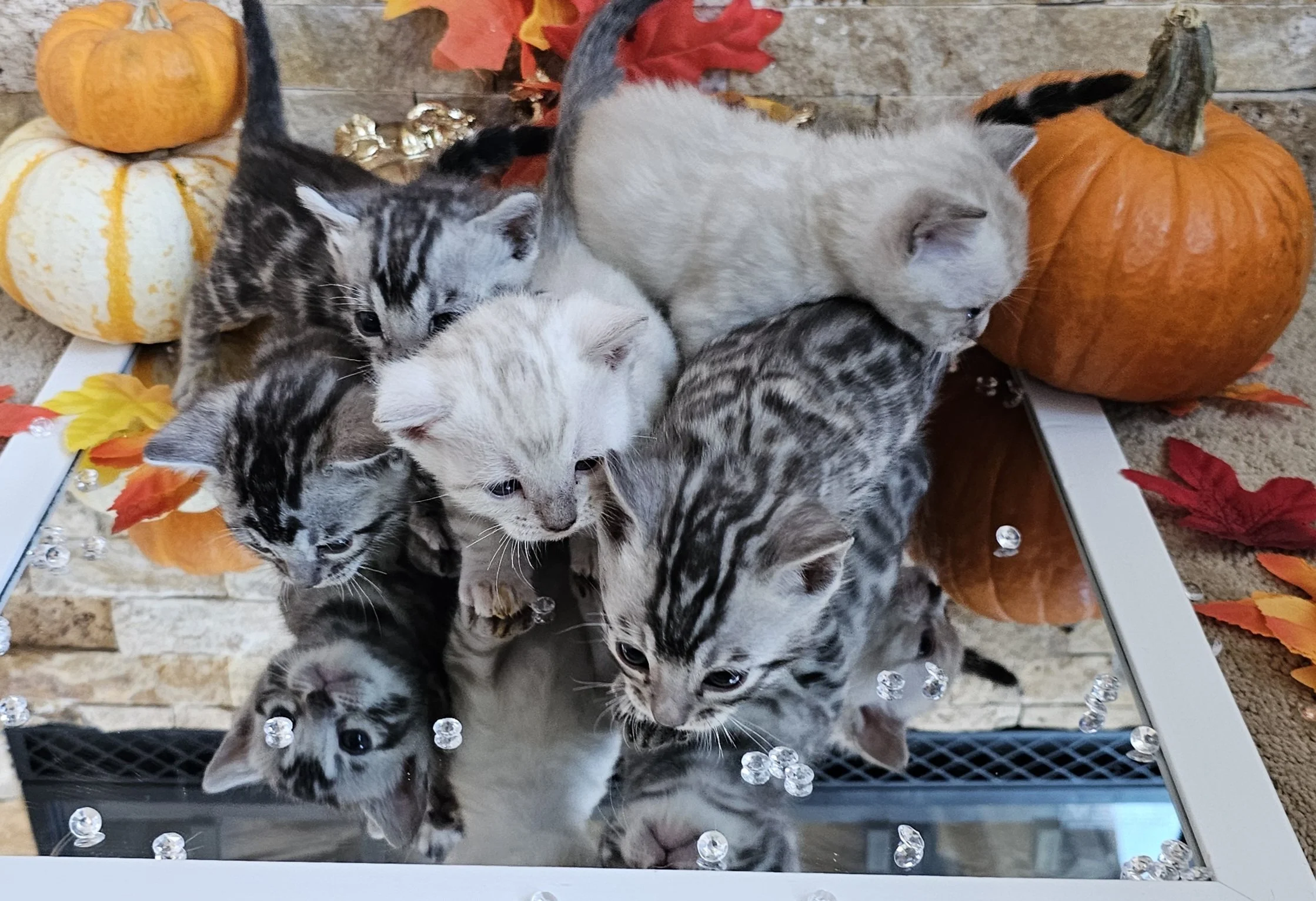 Four-Week-Old Silver and Snow Lynx Bengal Kittens Available in Minnesota