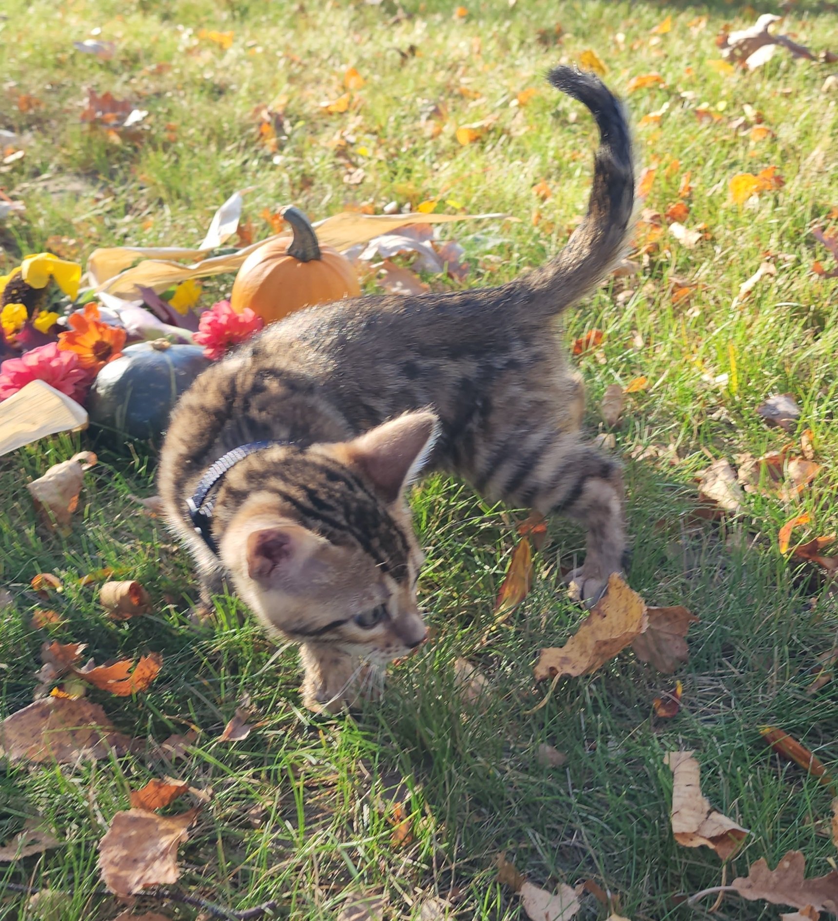 Male Brown/Black Rosette Bengal in Minnesota