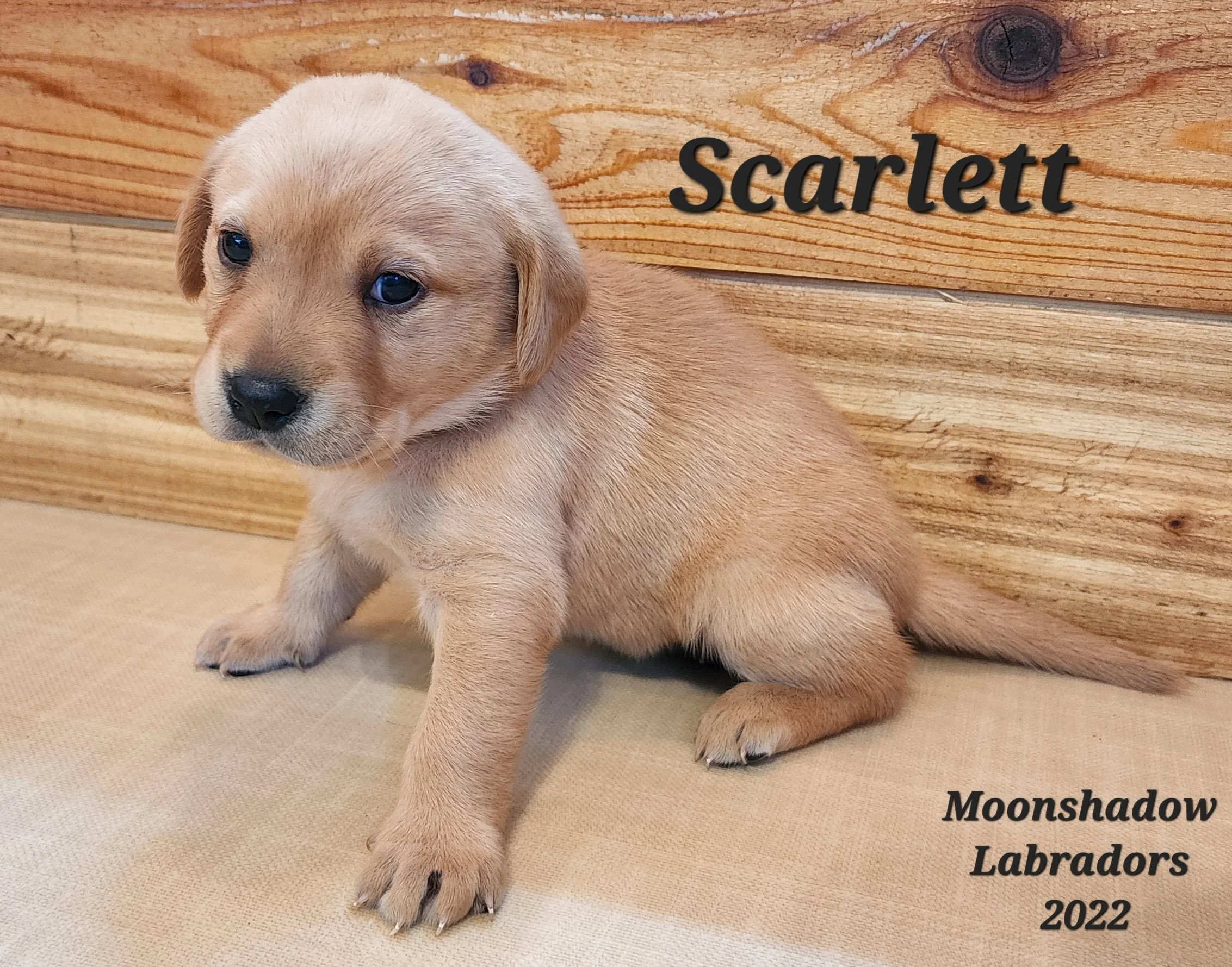 Female Yellow Fox Red Labrador Retriever Puppy in Minnesota