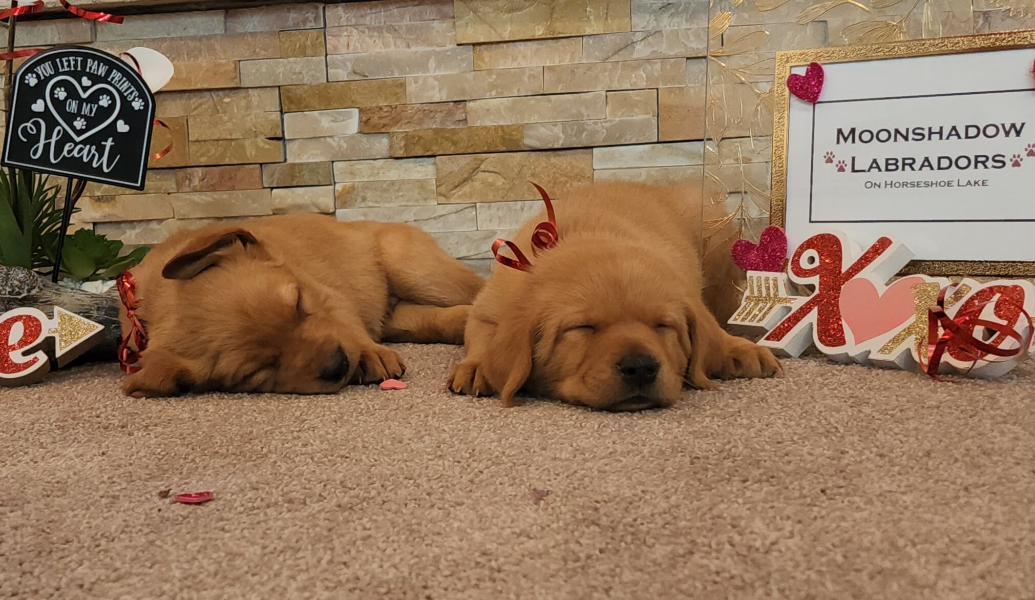 AKC Yellow Fox Red Labrador Retriever Puppies Available in Minnesota