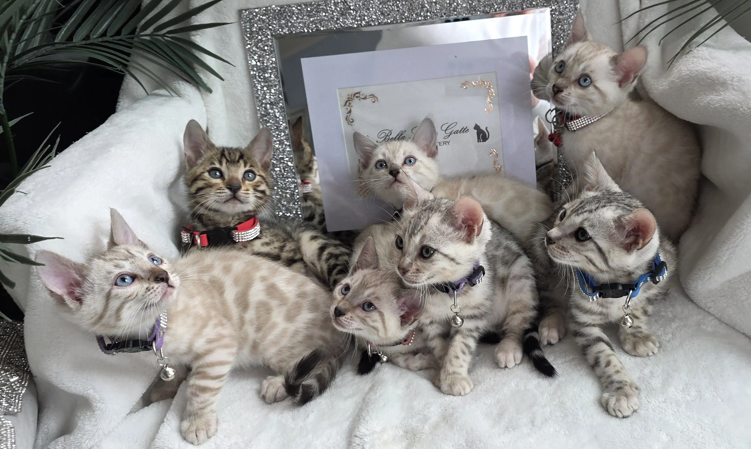 Eight-Week-Old Purebred Bengal Kittens
