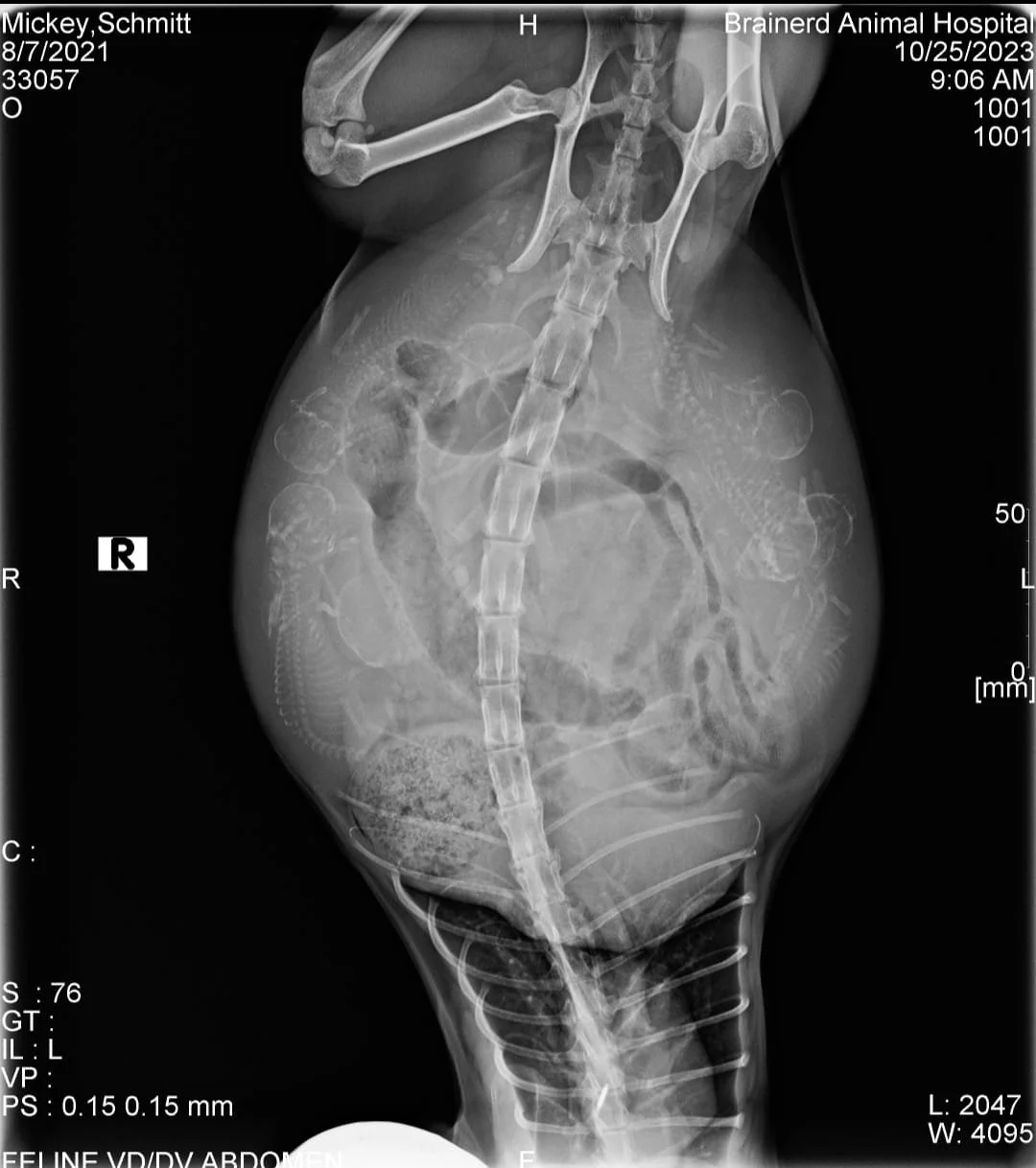 XRay1.jpg
