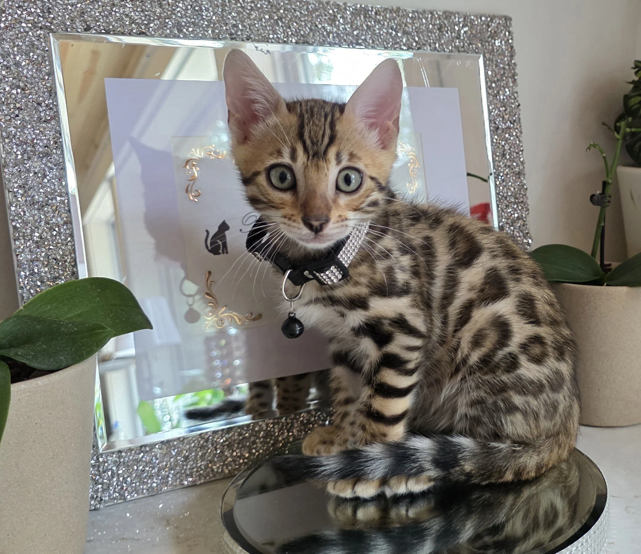 Ten-Week-Old Brown Male Bengal Kitten