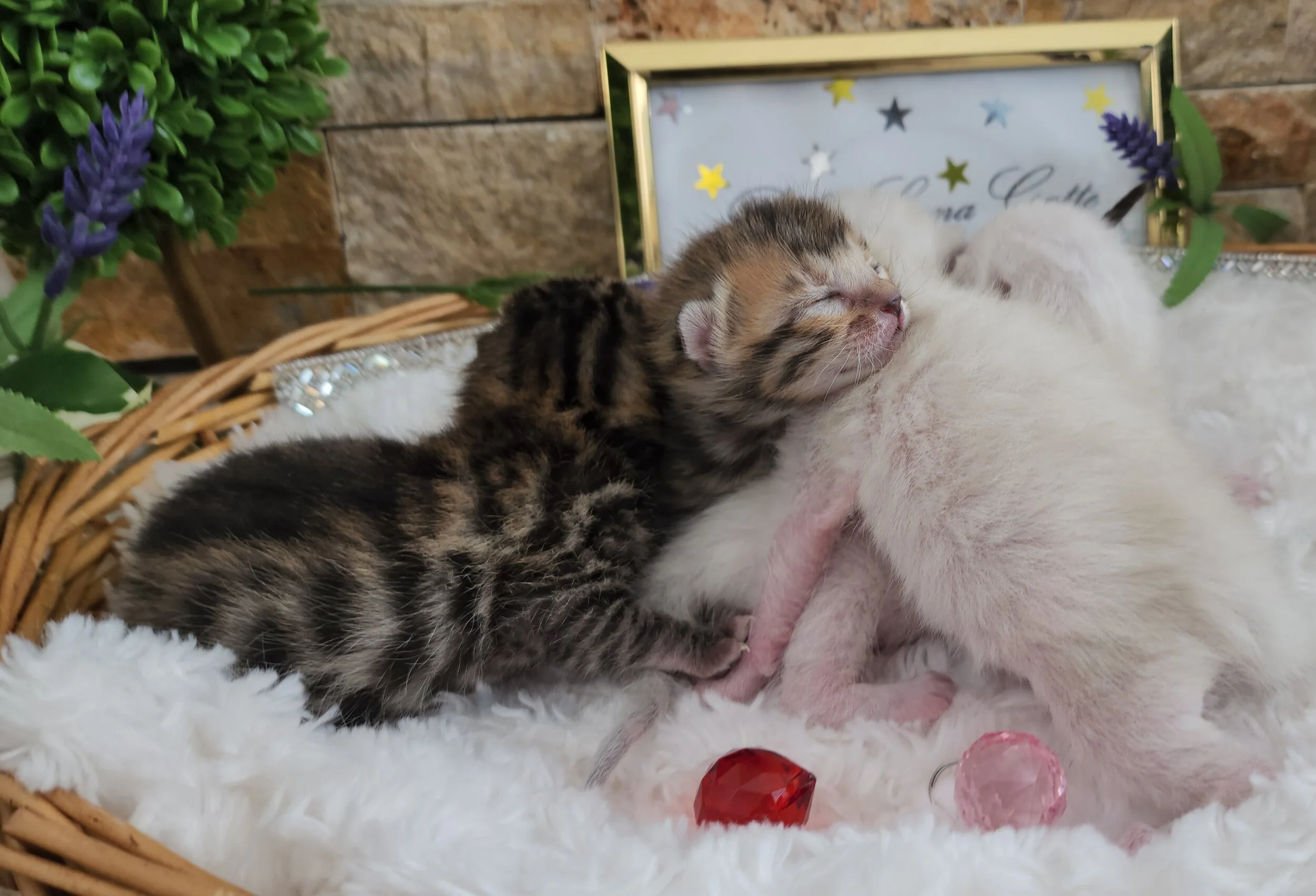 Brown and Snow Rosette Bengal Kittens Available in Minnesota 