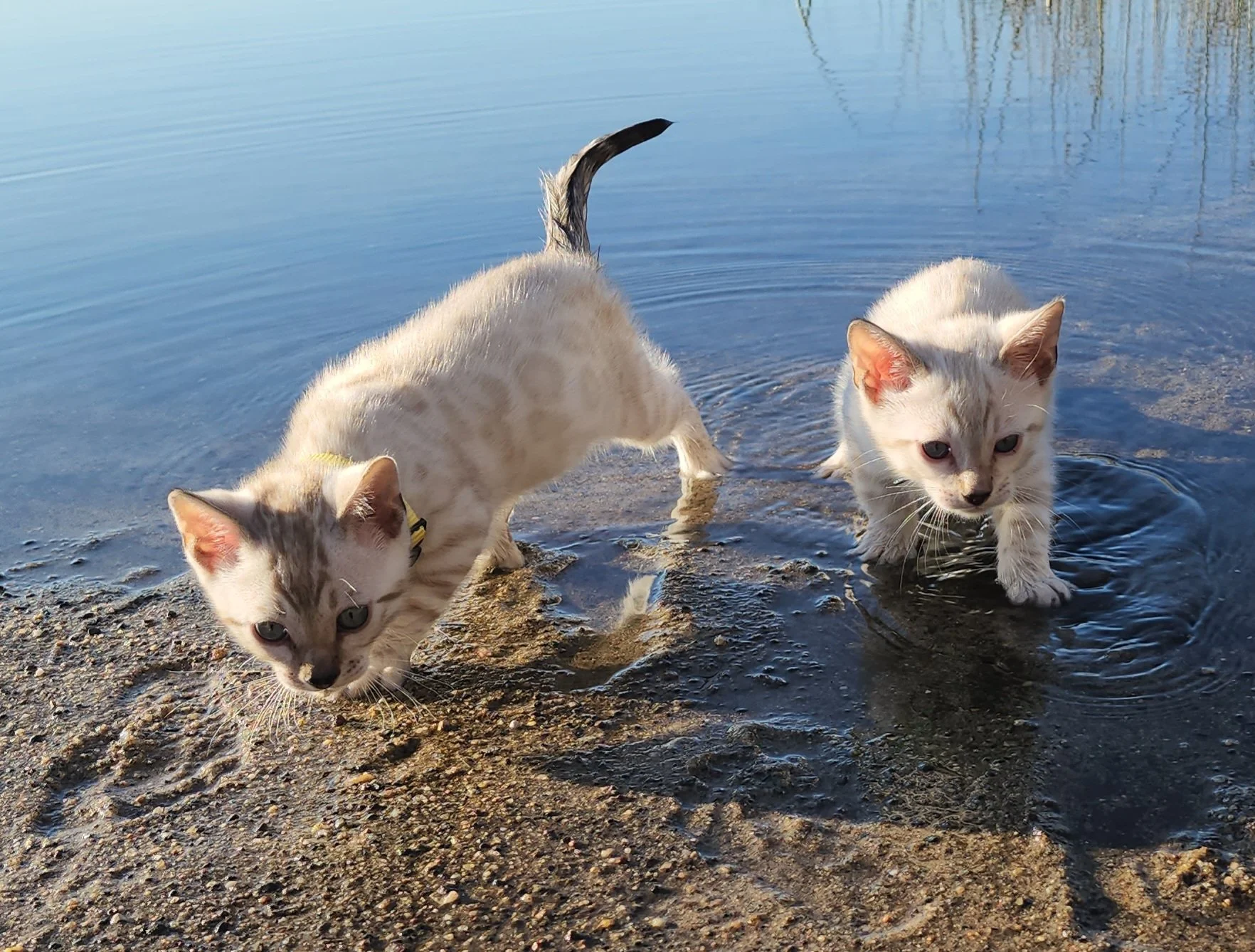 Brother Snow Bengals
