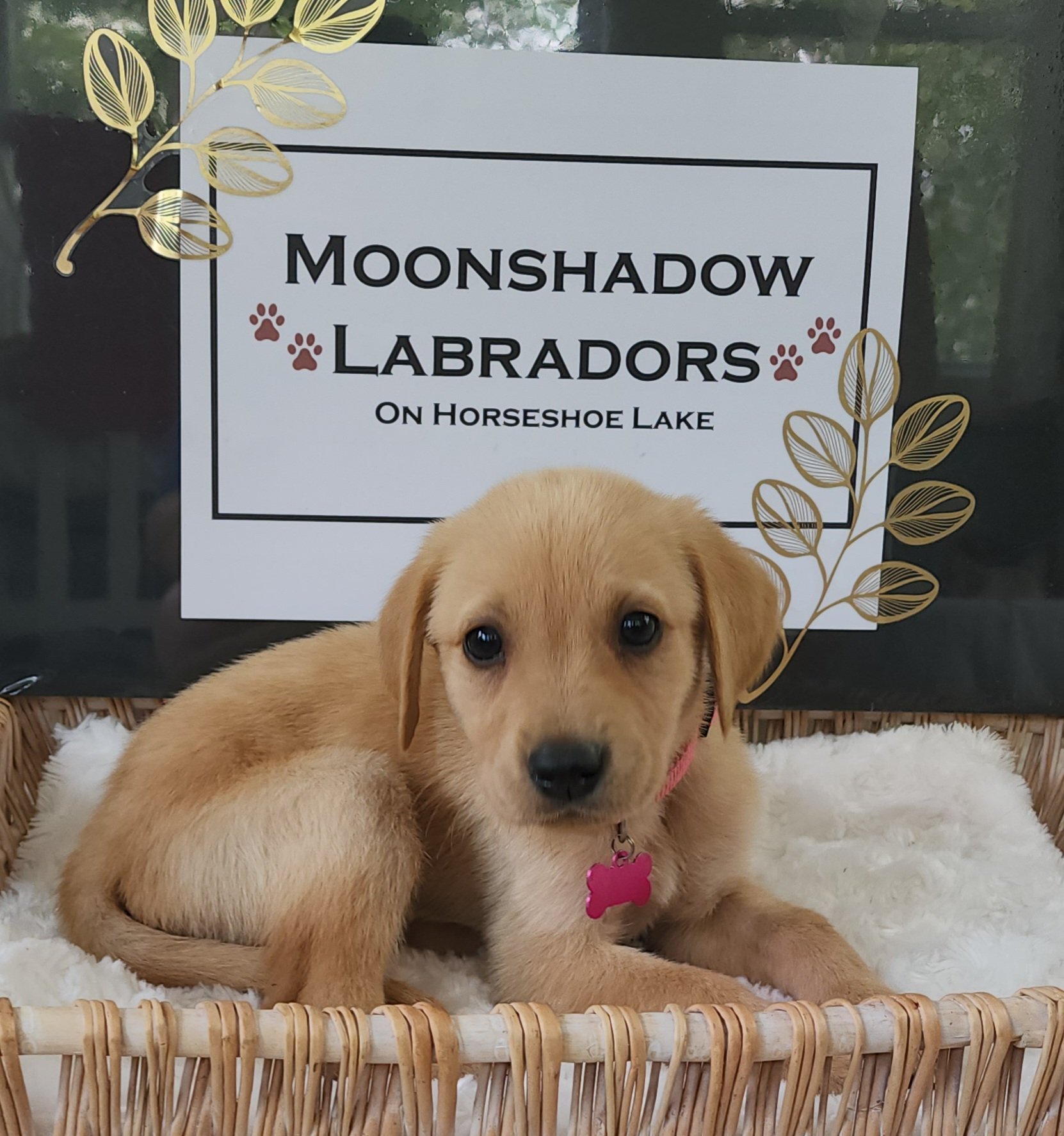 Fox Red Labrador Retriever Puppy