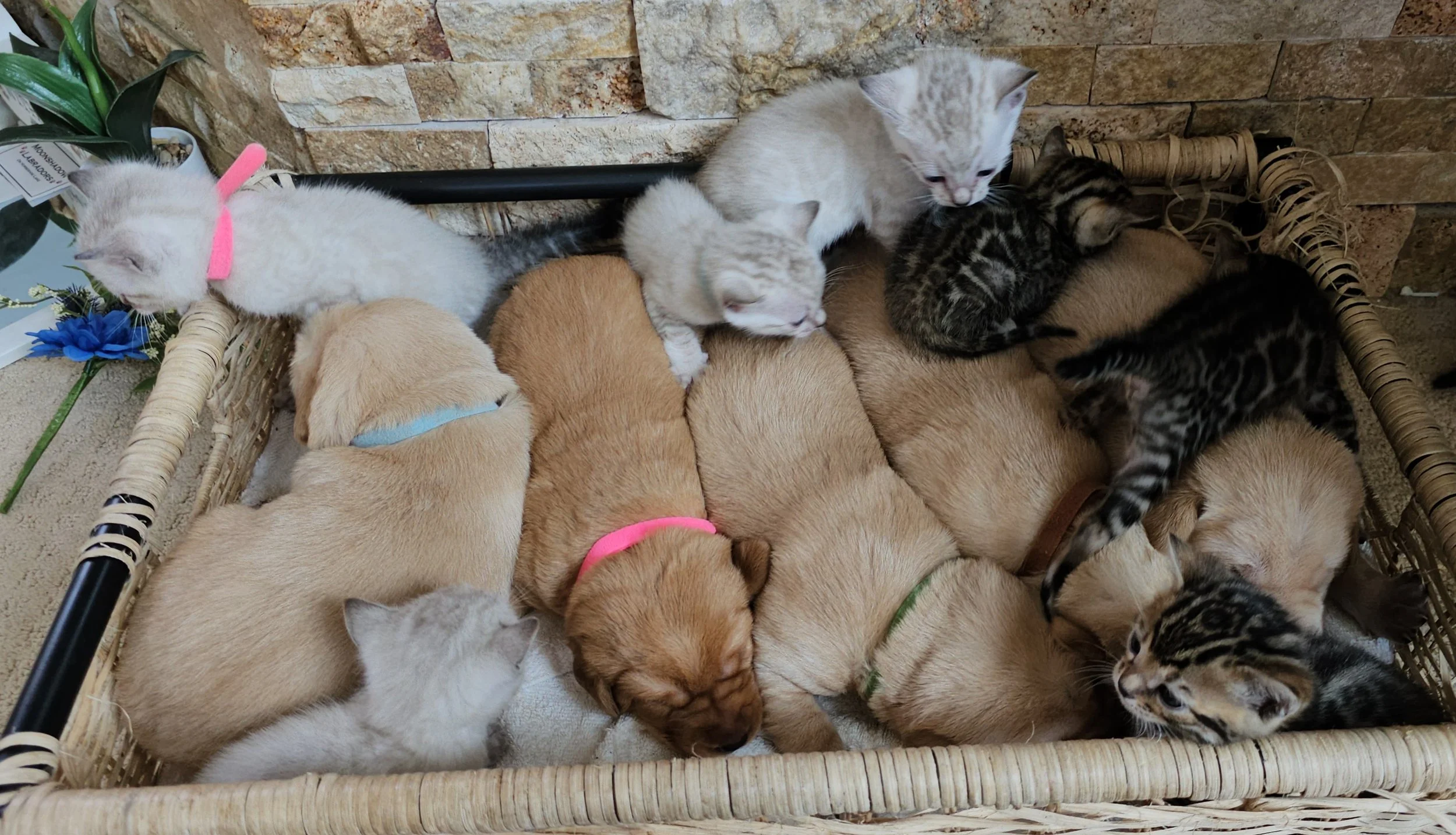 Labrador Retriever Puppies and Bengal Kittens