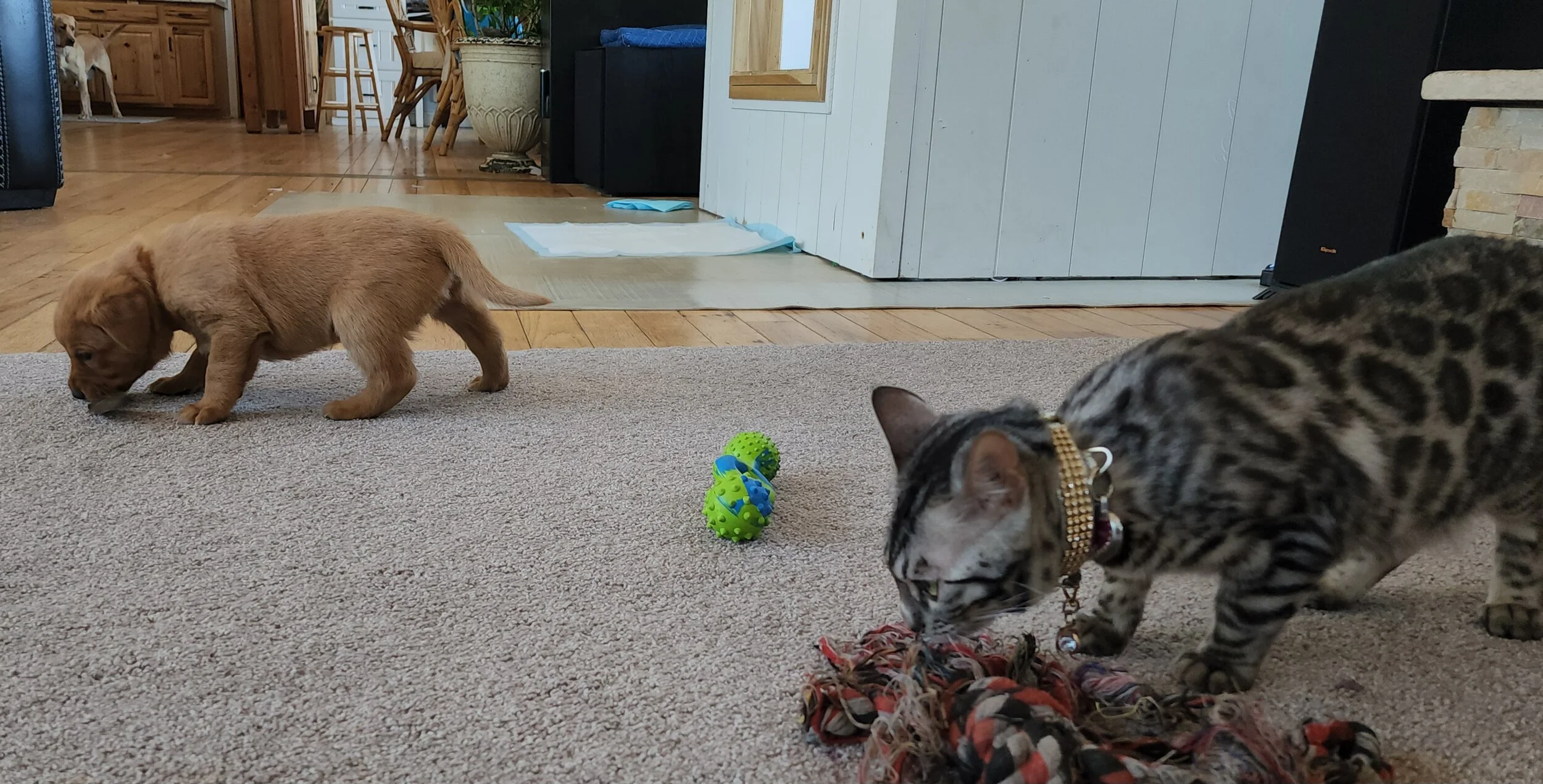 AKC Yellow Fox Red Labrador Retriever Puppies Available in Minnesota