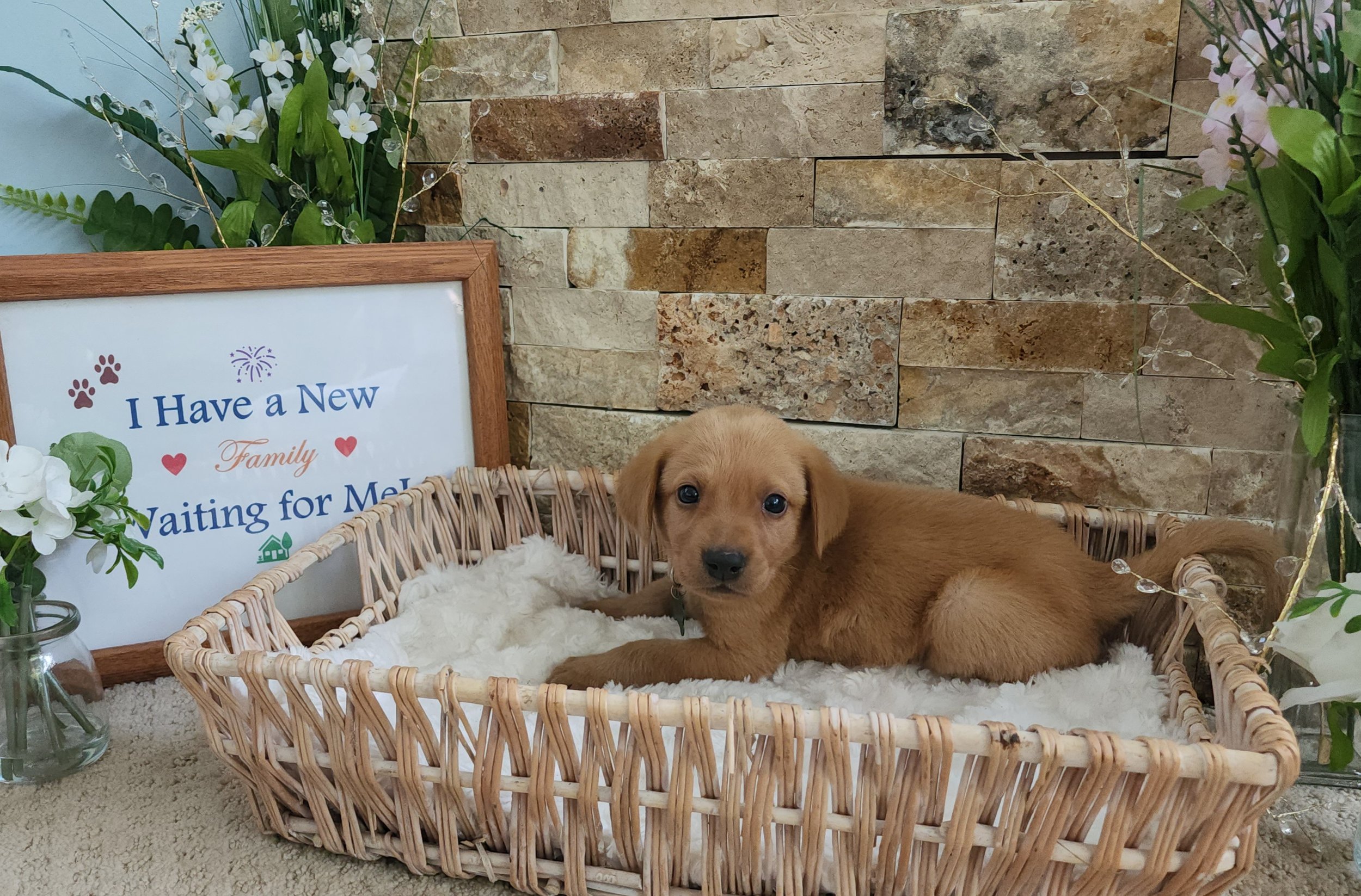 Male Yellow Fox Red Labrador Retriever Puppy in Minnesota