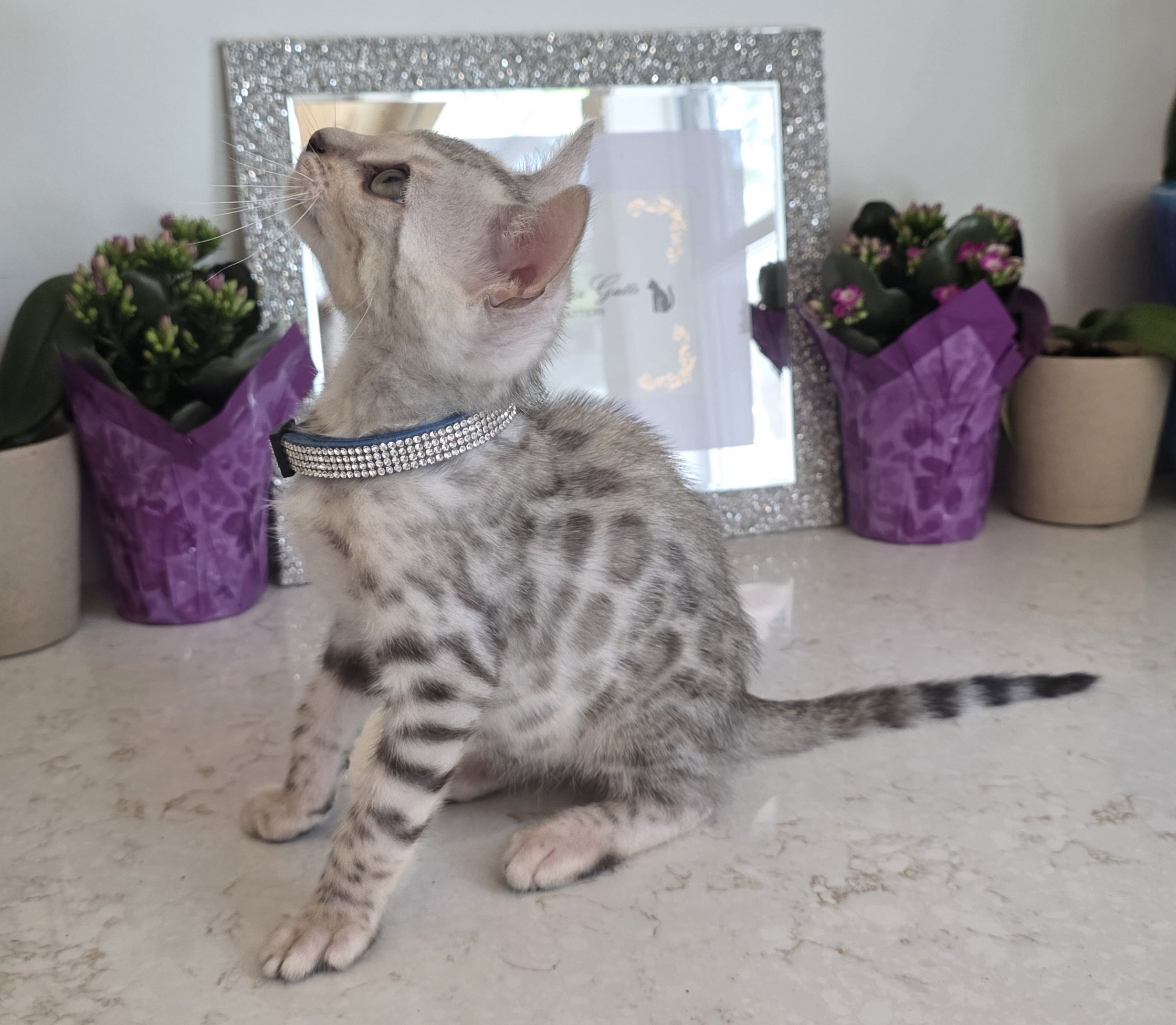 Twelve-Week-Old Male Silver Bengal Cat