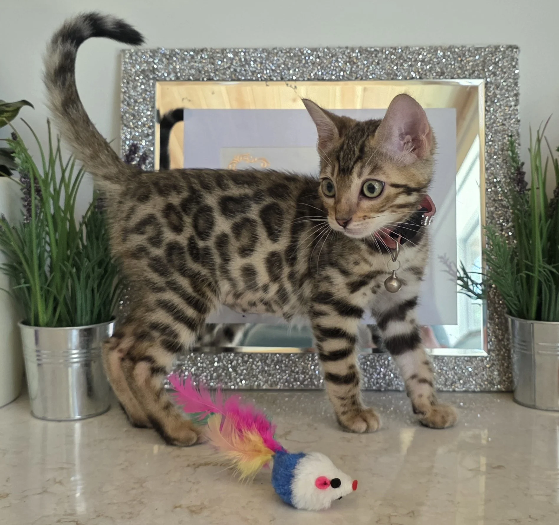 Fourteen-Week-Old Female Brown Bengal Kitten