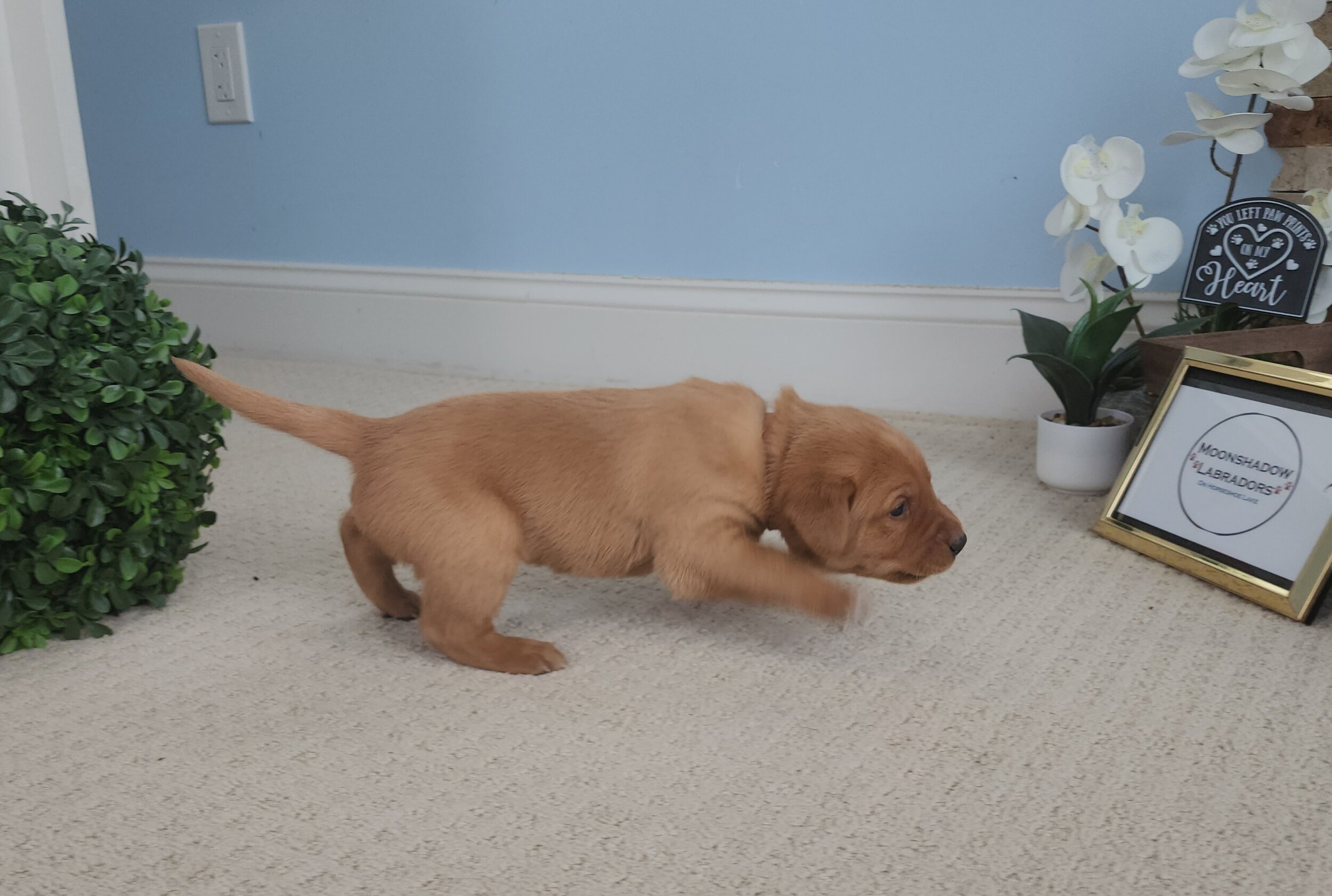 Male Yellow Fox Red Labrador Retriever Puppy in Minnesota