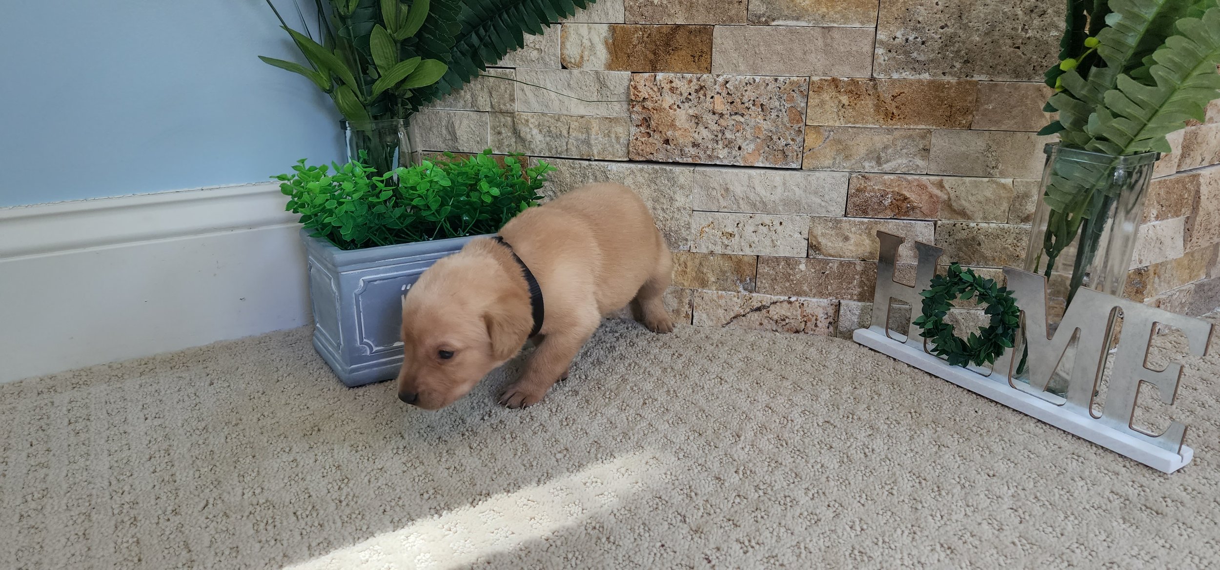 Male Yellow Fox Red Labrador Retriever Puppy in Minnesota