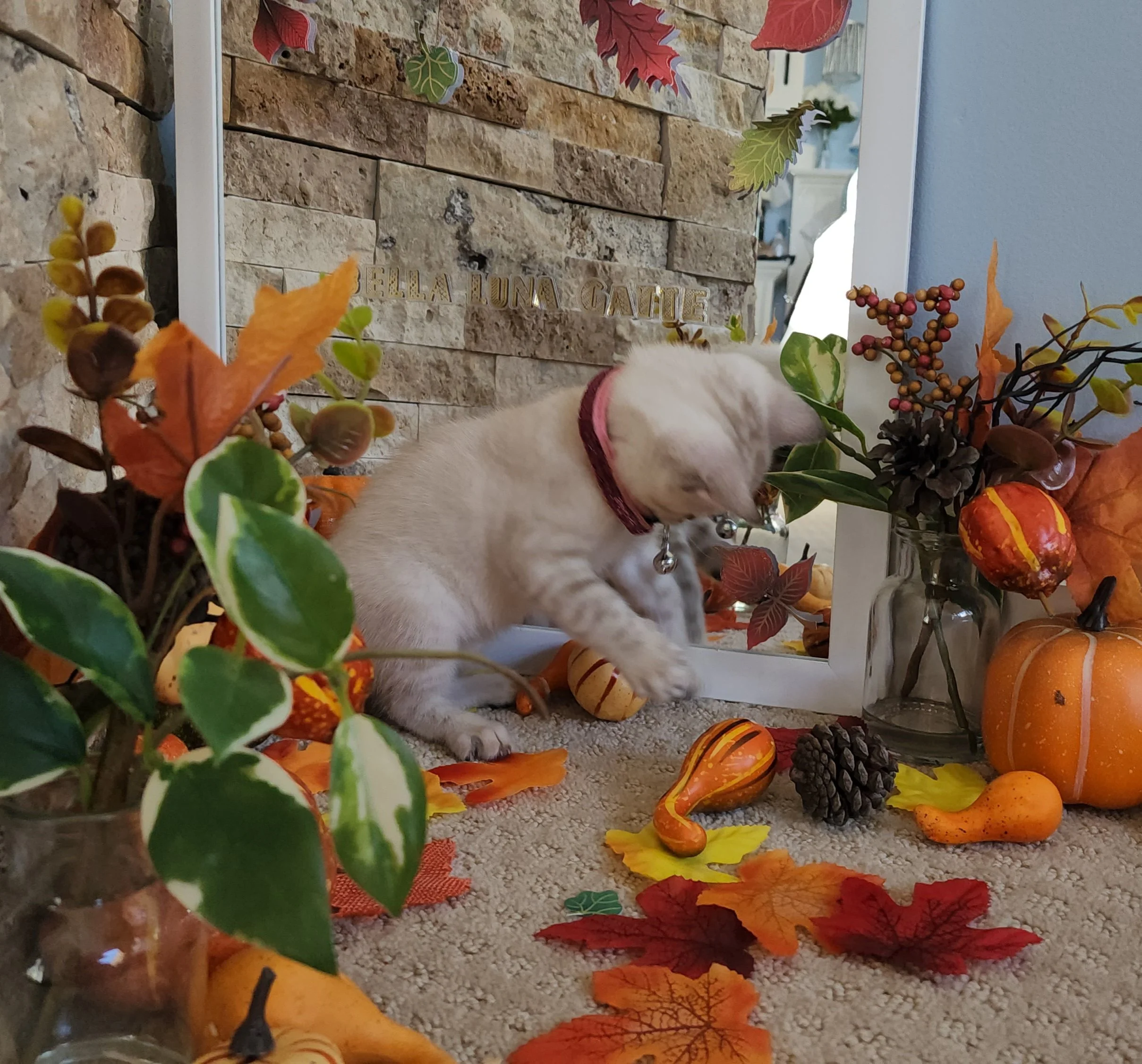 Female Snow Bengal in Minnesota