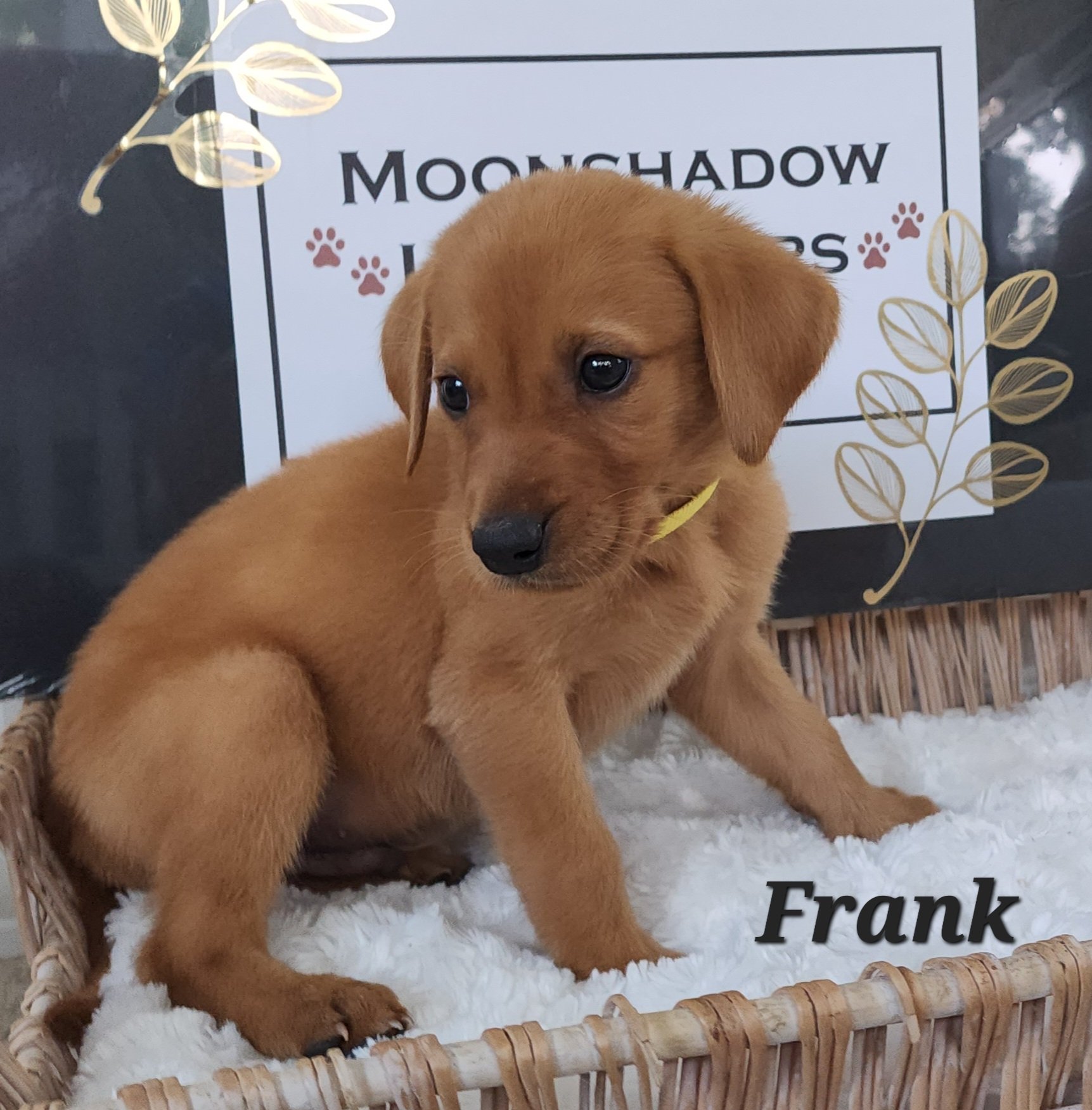 Fox Red Labrador Retriever Puppy in Minnesota