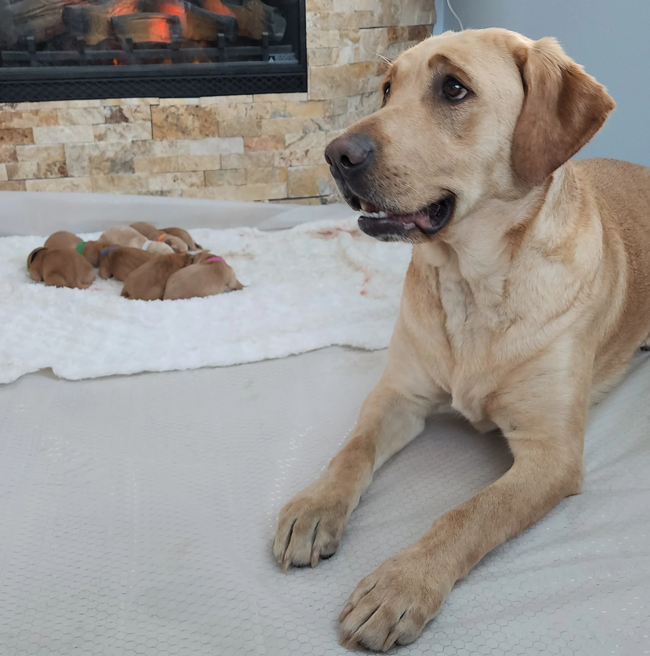 New Litter of Labrador Retriever Puppies