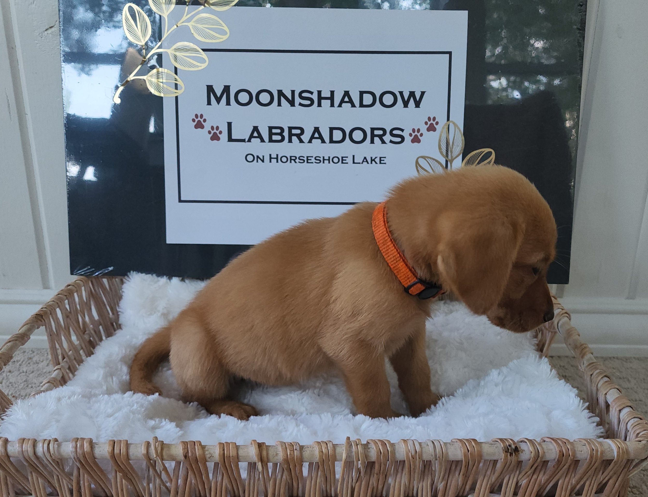 Fox Red Labrador Retriever Puppy