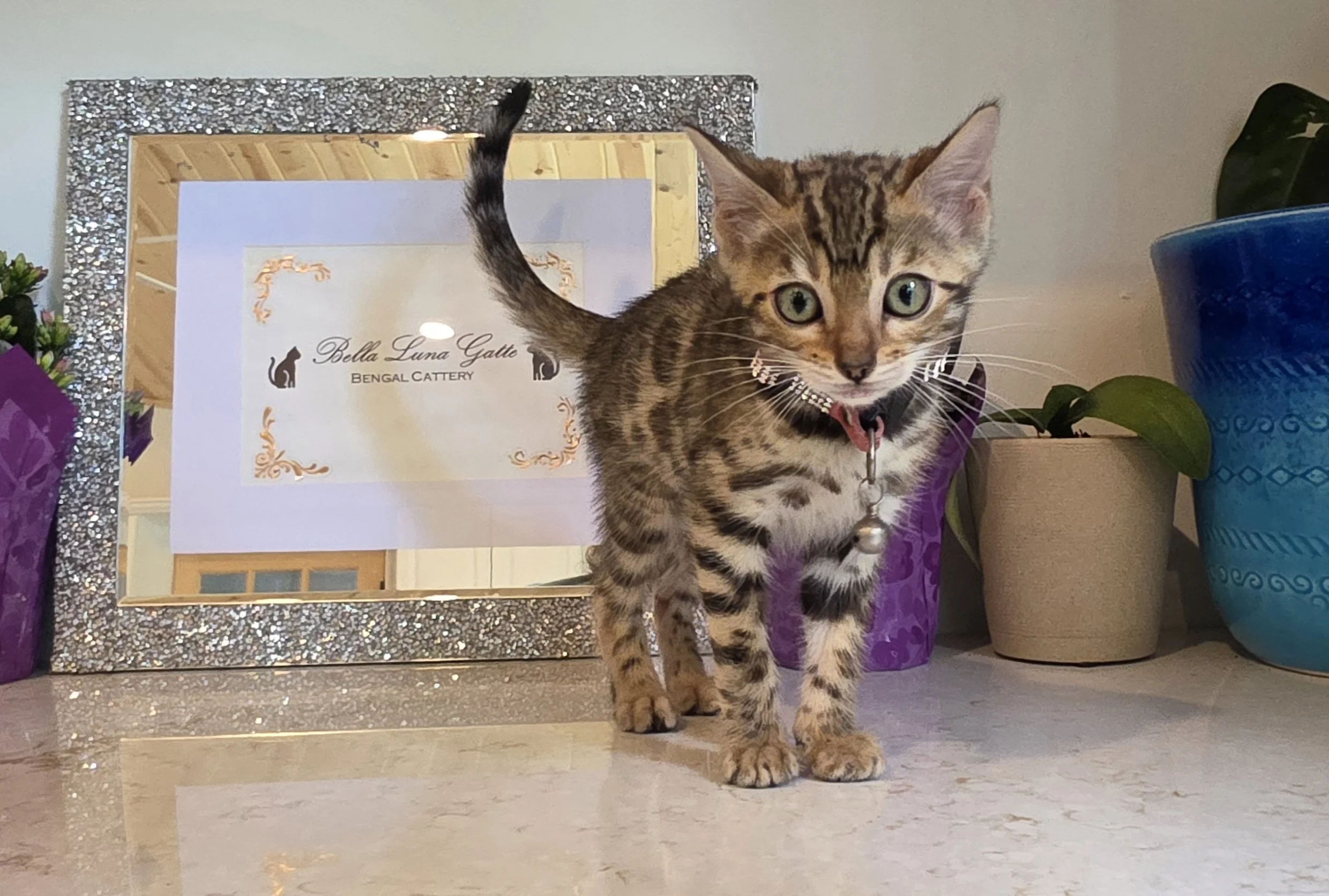 Twelve-Week-Old Female Brown Bengal Kitten