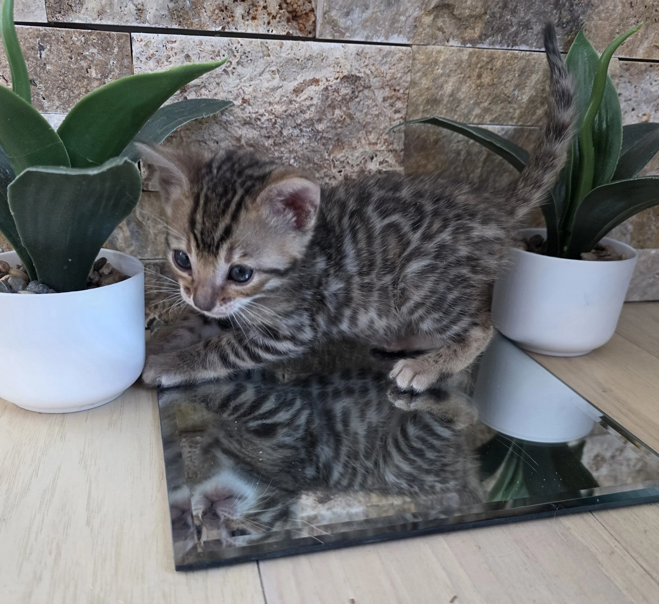 Five-Week-Old, Female, Brown Rosette, Bengal Kitten