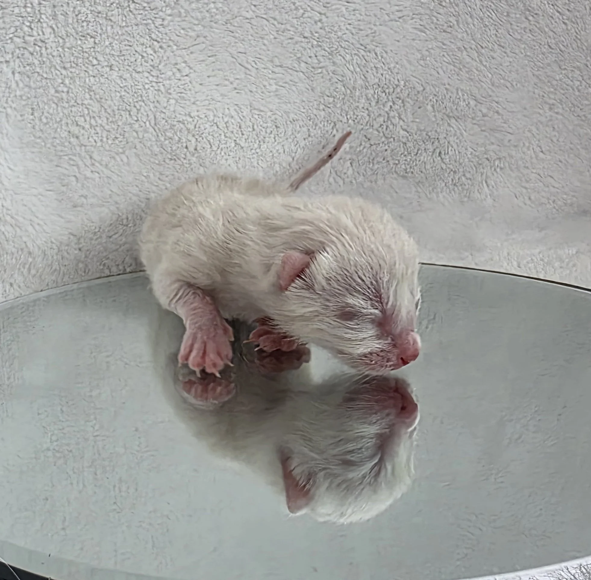 Newborn Male Snow Lynx Bengal Kitten