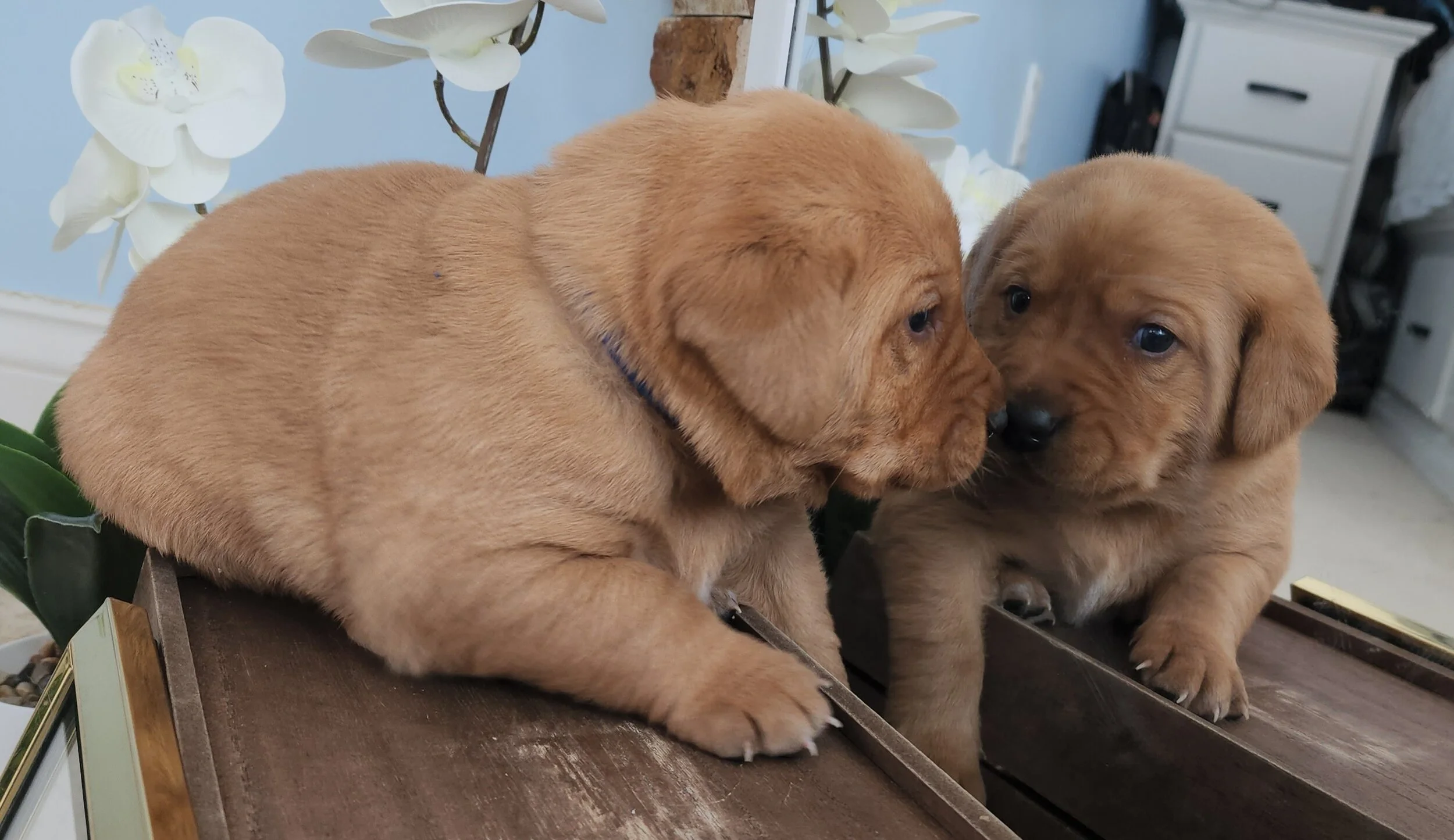 AKC Yellow Fox Red Labrador Retriever Puppies Available in Minnesota