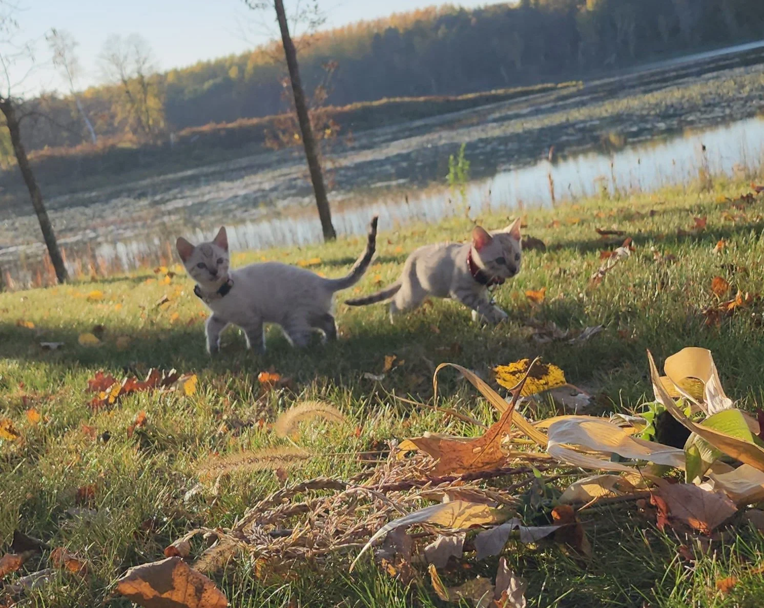 Male Snow Bengal in Minnesota