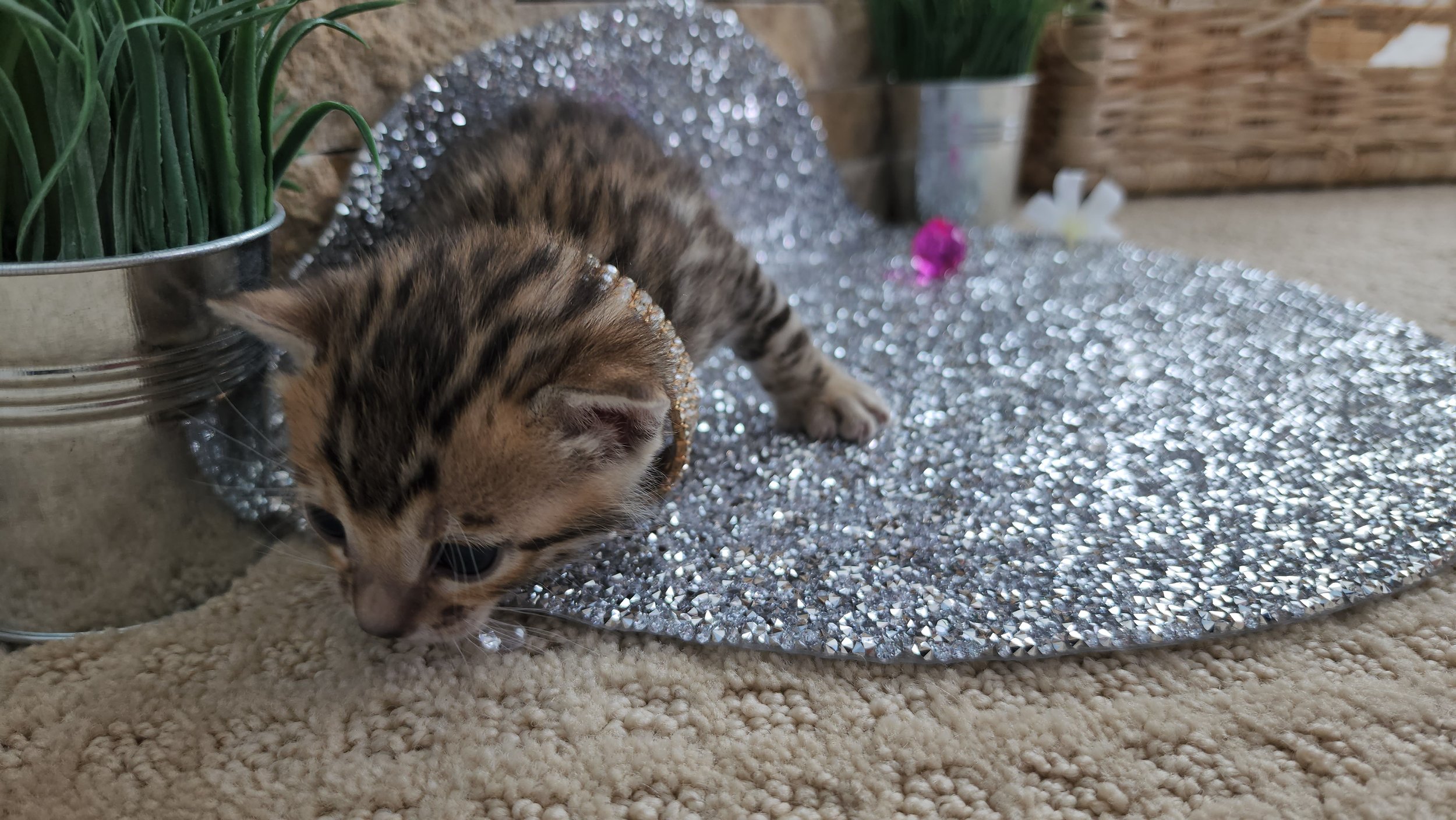 Purebred TICA Registered Female Brown Rosette Bengal Kitten Available in Minnesota