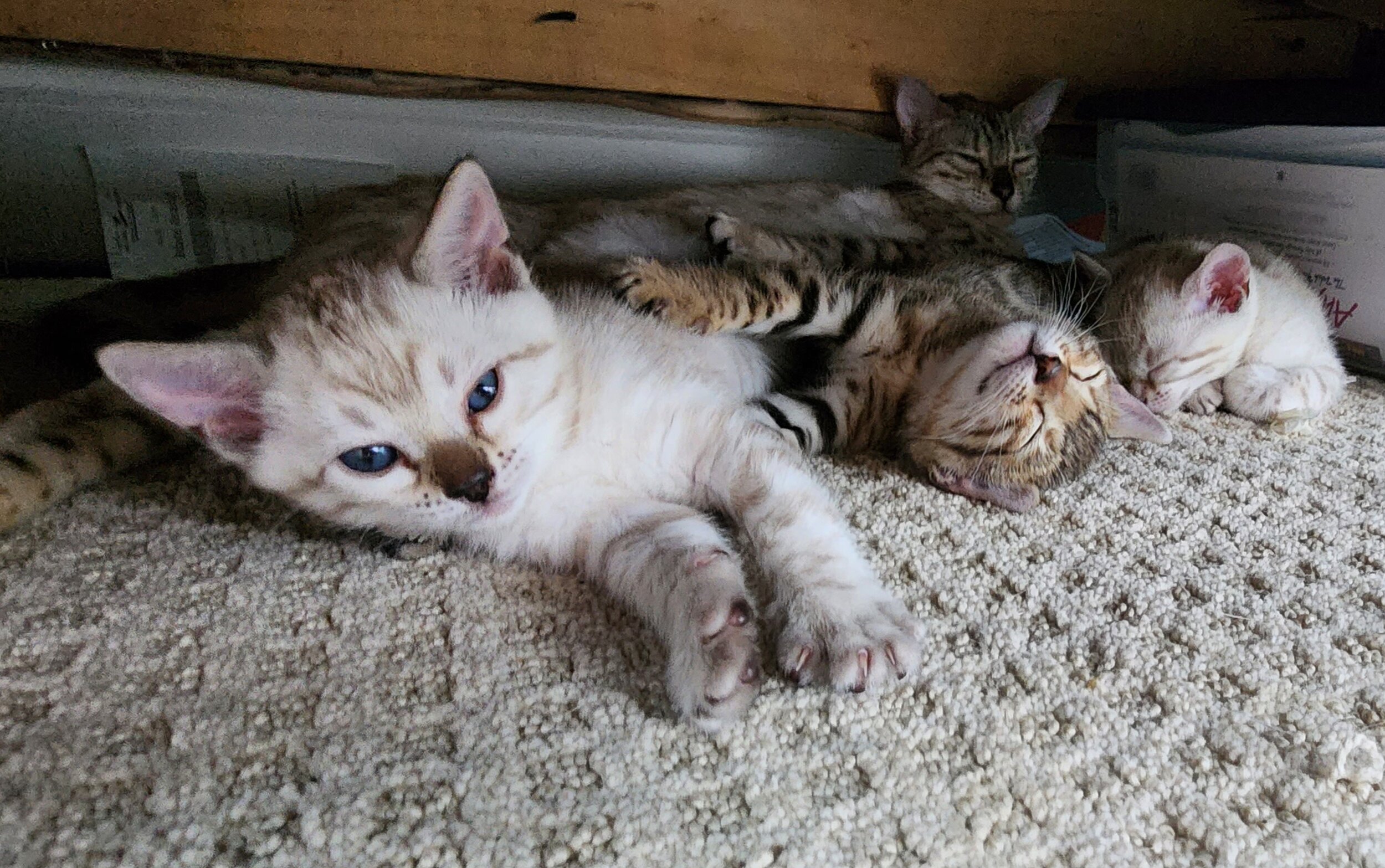 Purebred TICA Registered Male and Female Snow and Brown Rosette Bengal Kitten Available in Minnesota
