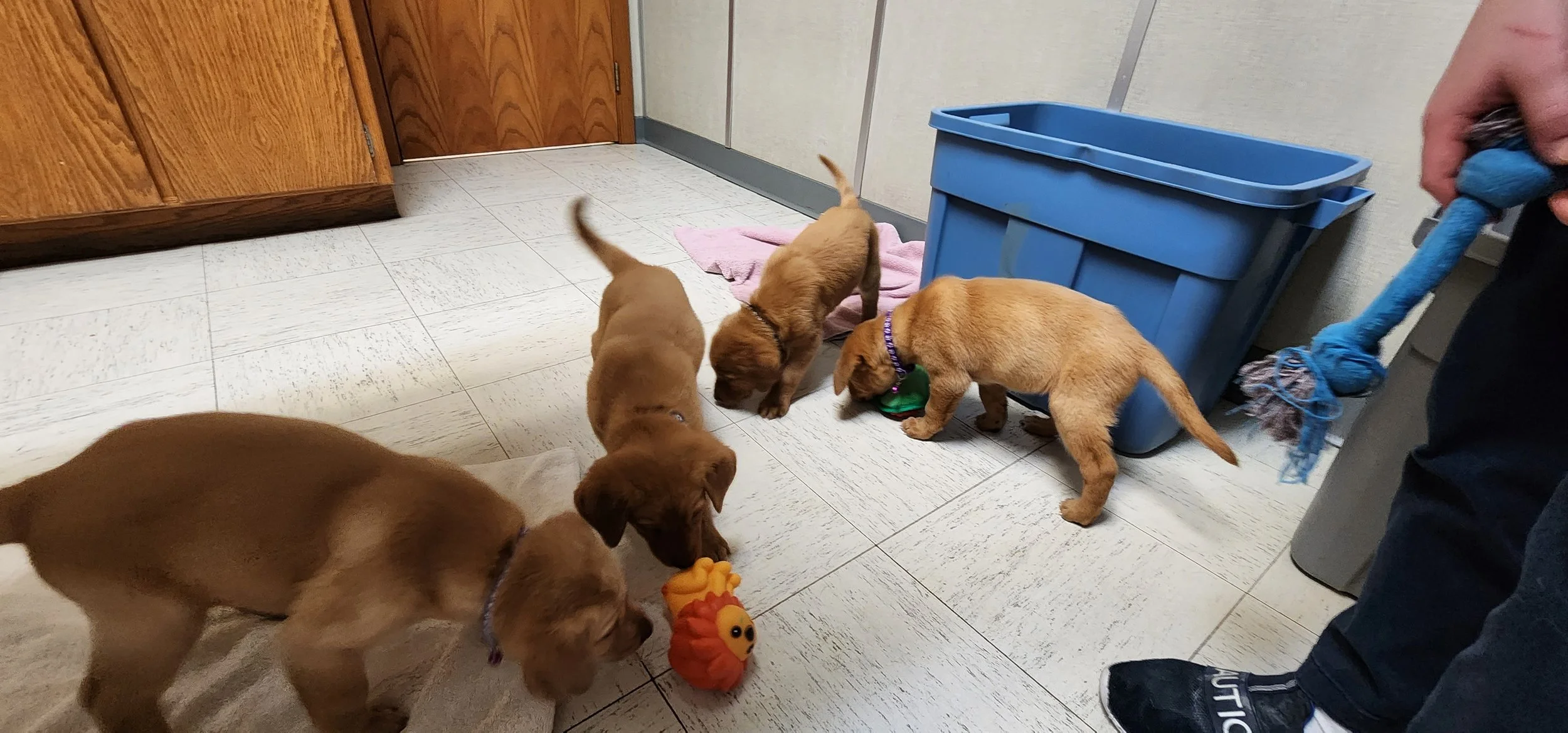 Labrador Retriever Puppies at the Vet
