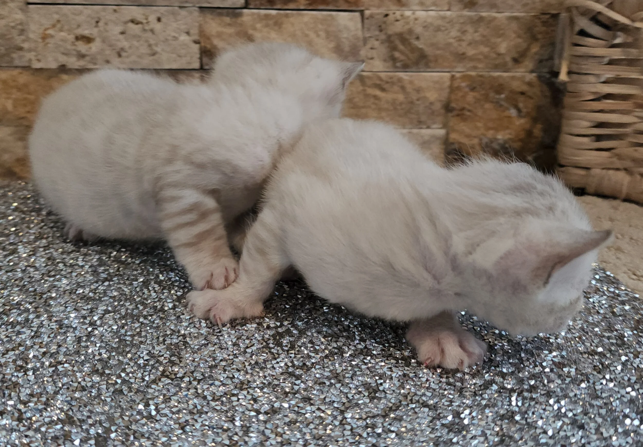 TICA Registered Brown and Snow Rosette Bengal Kittens Available in Minnesota 