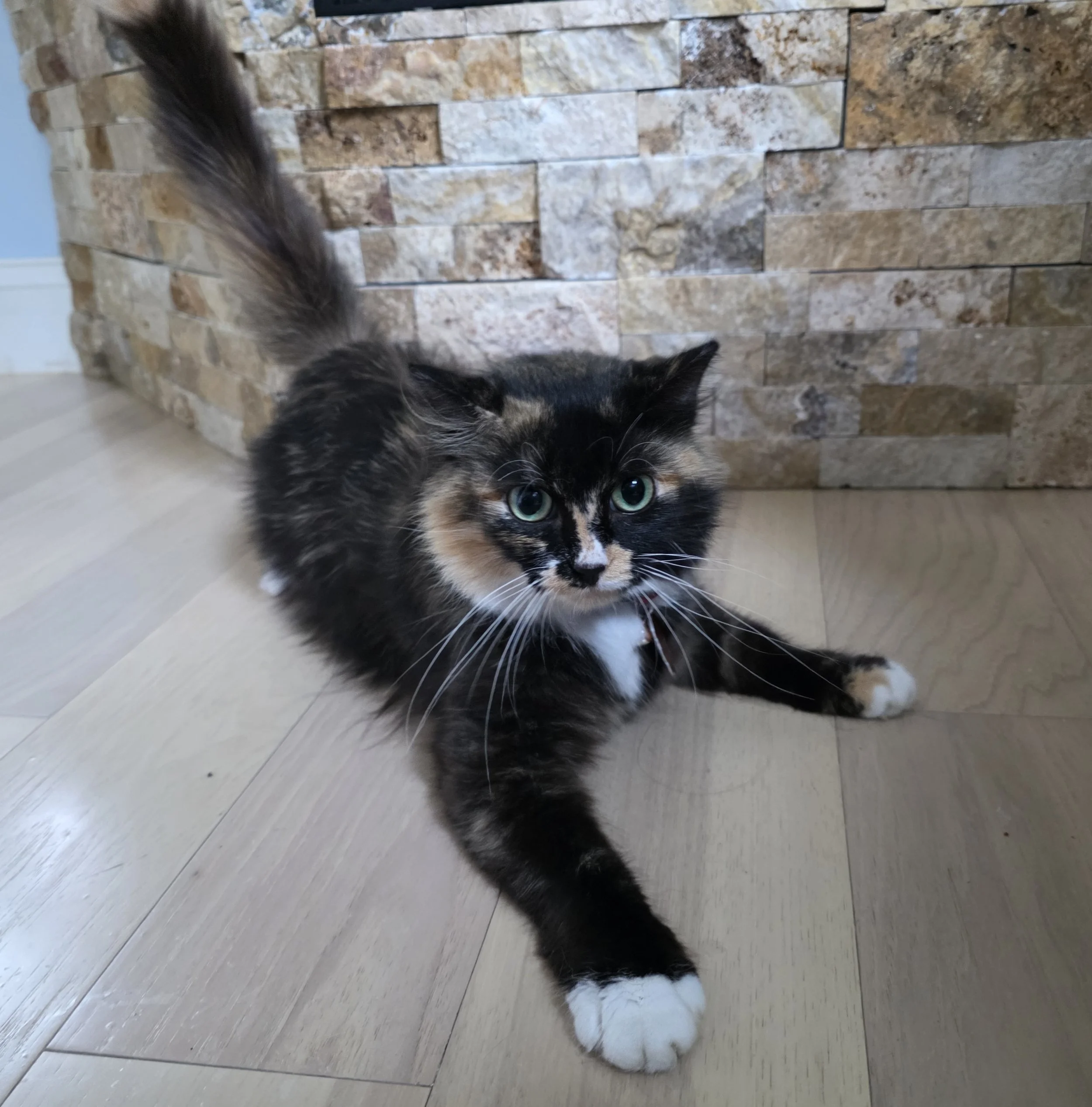 Female Tortoiseshell/Calico "Tortico" Cat for Adoption