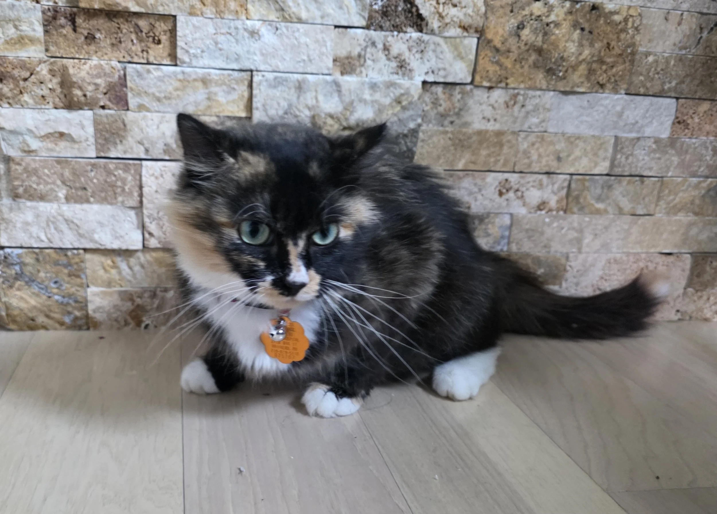 Female Tortoiseshell/Calico "Tortico" Cat for Adoption