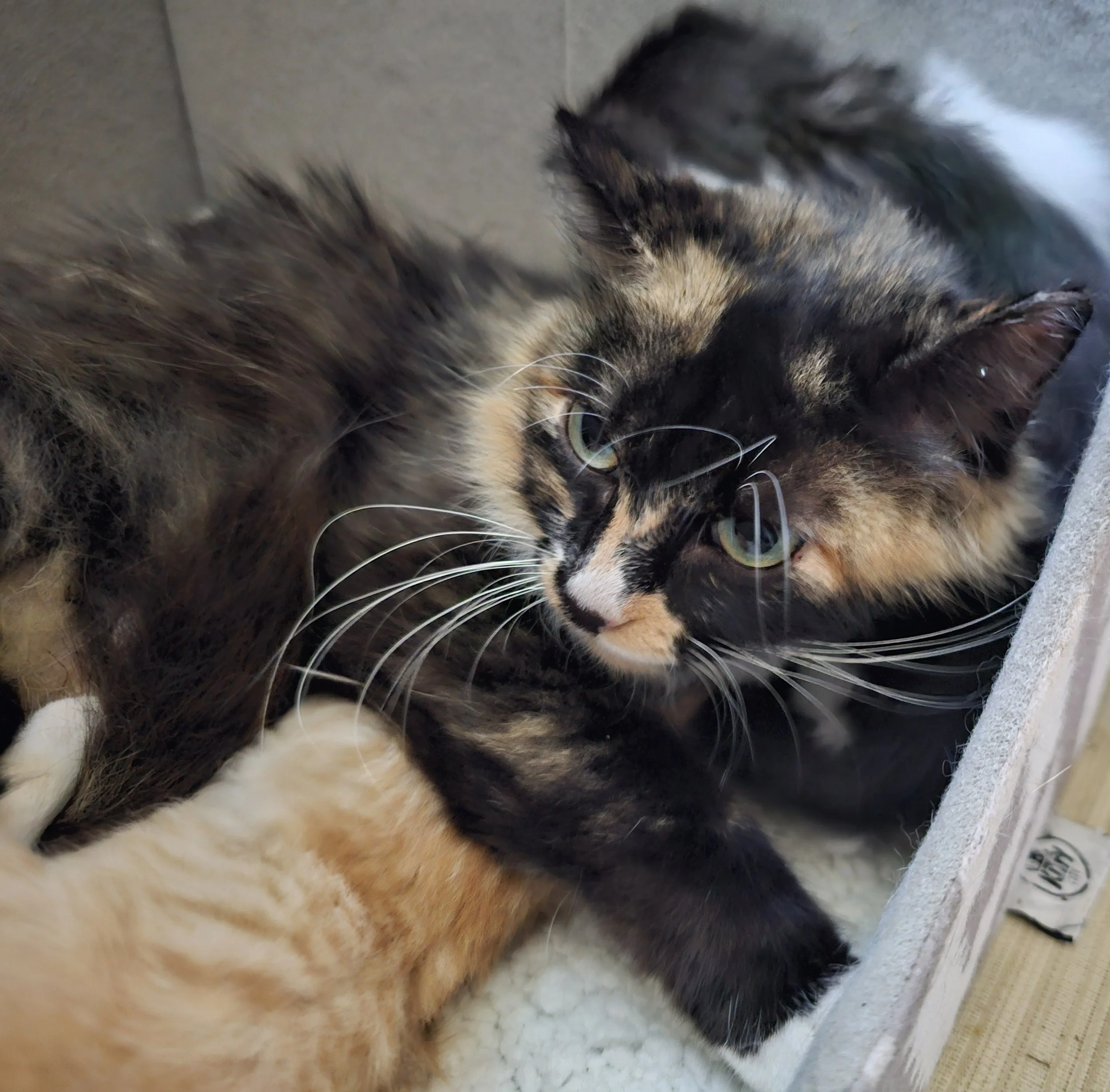 Female Tortoiseshell/Calico "Tortico" Cat for Adoption