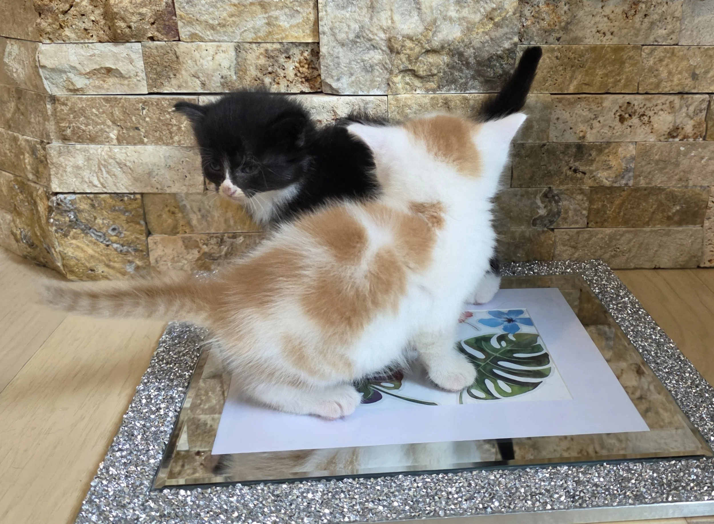 Polydactyl Kittens for Adoption in Minnesota