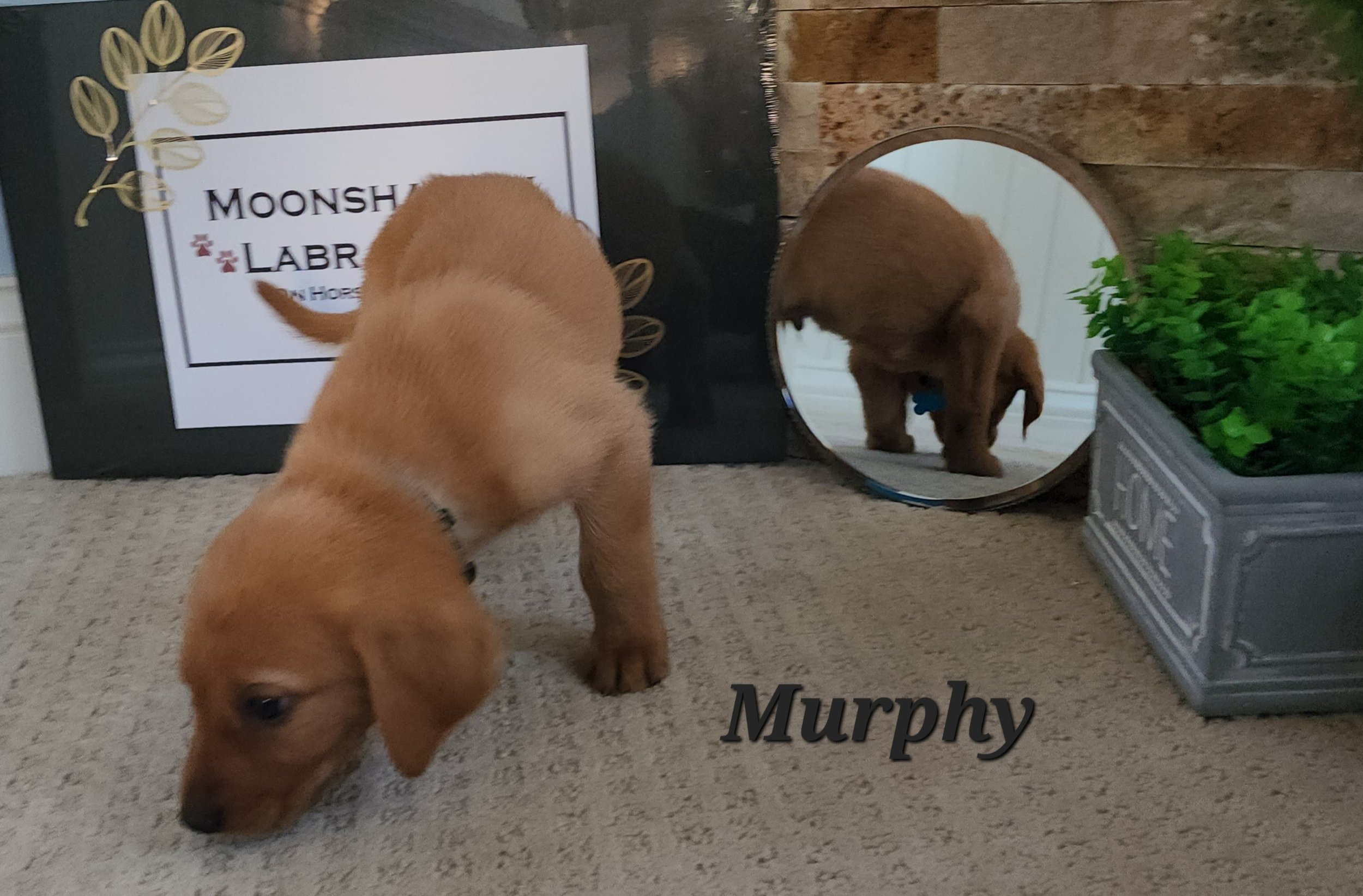 Male Yellow Fox Red Labrador Retriever Puppy in Minnesota